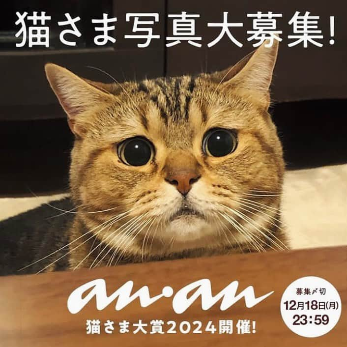 Akira Yamaguchiさんのインスタグラム写真 - (Akira YamaguchiInstagram)「ananで猫さま写真大募集中！詳しくは @anan_mag を見てください！18日までなんで、皆様急いでくださいー。  #パンチョとガバチョ  #anan #猫さま大賞2024」12月13日 20時59分 - pancho0002