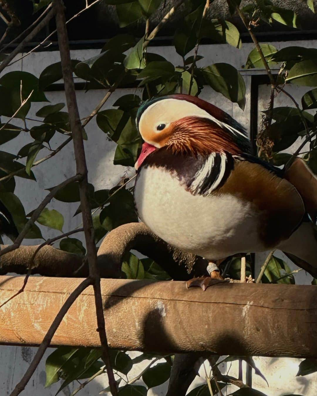 大澤実音穂のインスタグラム：「🦜❄️」