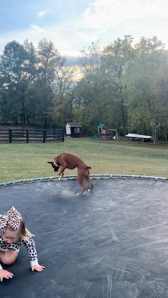 DogsOf Instagramのインスタグラム：「Jumping into pure good vibes 😎 Fetched w/ permission @mccoyranch33 on TT   #goodvibes #jumpingdog #trampolinedog #corememories #agirlandherdog」