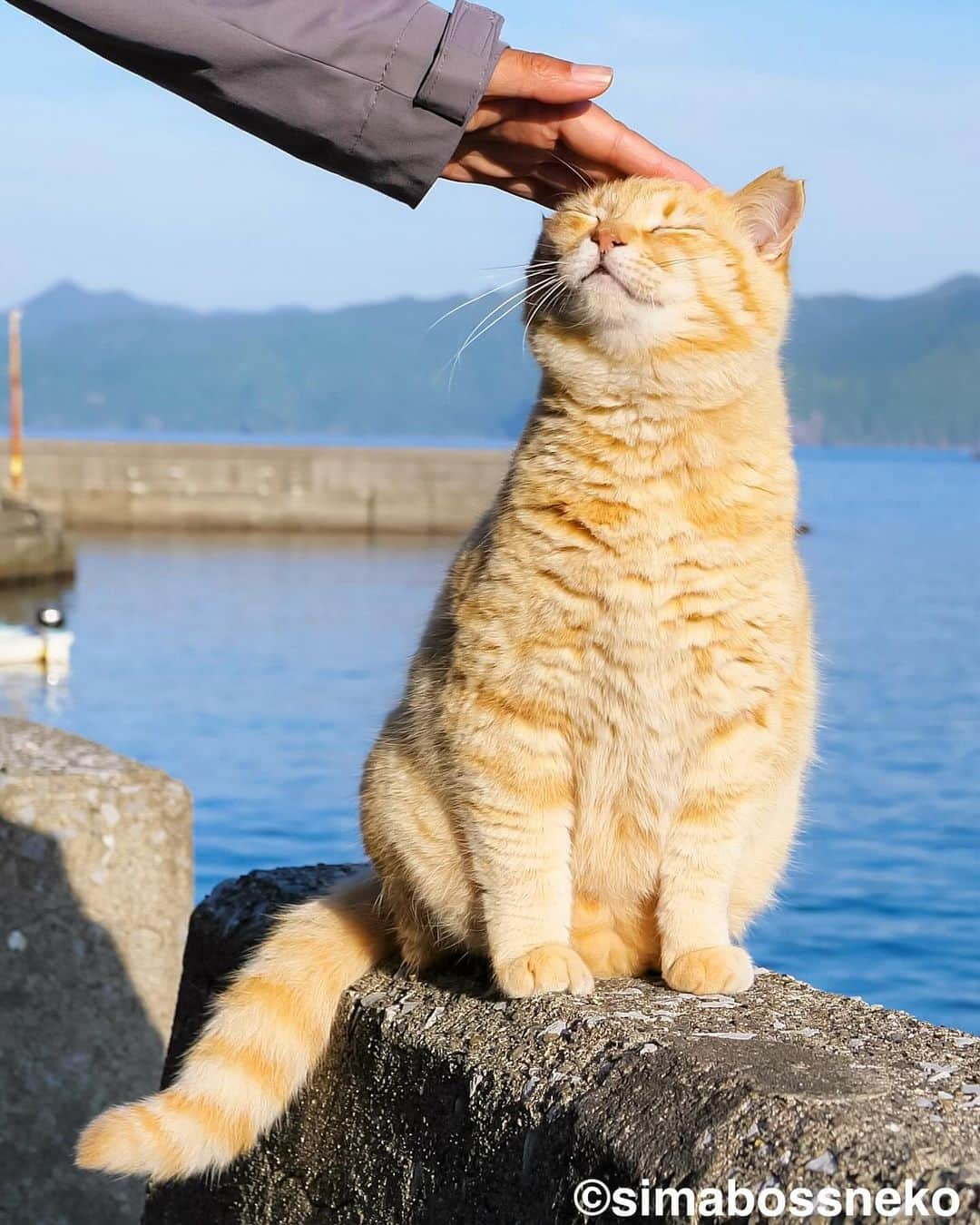 simabossnekoさんのインスタグラム写真 - (simabossnekoInstagram)「・ 嬉しいなでなで💓 She purrs when I stroke her head😸✨ Swipeしてね←←🐾  ※写真は「さちカレンダー2024」より。  \ 在庫が少なくなってきました/ カレンダーの購入をご予定の方はお早めに🐾  🐱カレンダーラインナップ 【さちカレンダー2024】 ・愛らしい島猫"さち"の姿をおさめています🗓️ ・枚数28枚(両面仕様 計56面) ・初の"週めくり"カレンダー✨ 卓上B6 ●minne、メルカリShops内"simabossneko's shop"にて  ※大分・深島公式サイト、Cafeむぎでも数量限定で販売中🐾  ・ 【ほっこり島猫週めくりカレンダー2024】 ・53週、ふくふく仲良し。選りすぐりの島猫たちがいっぱい🙌 ・枚数28枚(両面仕様 計56面)の週めくりカレンダー ・六曜、祝日付き 卓上B6 ●minne、メルカリShops内"simabossneko's shop"にて  ・ 【なかよしすぎる島猫カレンダー2024】 ・MdNコーポレーション製作 ・六曜、二十四節気、雑節、朔望（月相）、イベント、前後月掲載 ・自由に書き込めるフリースペースを用意 ・サイズ：縦30×横40cm（展開時60×40cm） ◎壁掛月めくり ●Amazon、楽天ブックス等にて  ・ 【ほっこりゆったり毎日島猫日めくりカレンダー2024】 ・翔泳社製作 ・毎日違う島猫の写真が楽しめる366日！ ・お散歩、昼寝、仲良し、じゃれ合いなどなど、様々なシーンを掲載 ・縦100×横140mm、天糊綴じ、370P、スタンド付き ◎卓上日めくり ●Amazon、楽天ブックス等にて  ・ 【日なたぼっこ猫だよりカレンダー2024】 ・アクティブコーポレーション製作 ・毎年好評のシリーズ。のんびりだらだらな猫たちが、癒しと、人生をちょっとよく生きるメッセージを送ります。 （カレンダー内には 7枚、simabossnekoの写真が採用されています）  ◎卓上月めくり、壁掛月めくりの2タイプ ●ハンズ、アクティブコーポレーション公式ショップ等にて  ☆毎日島猫日めくりカレンダーと日なたぼっこ猫だよりは、さちカレンダーや島猫週めくりカレンダーとのセットを、simabossneko's shopにて販売中✨  ★minne、メルカリShopsへは @simabossneko または @p_nyanco22 のプロフィールリンクからご覧いただけます。  🔍メルカリは、アプリ立ち上げ後「simabossneko's shop」で検索してみてください。  👉ストーリーハイライトにも、ショップへのリンク(minne)があります。そちらも是非ご覧ください。  ・ 2024calendars🗓️ Our stock is limited, so you should act now before it is too late!  ●Island Cats Weekly Calendar 2024 53weeks, A lot of selected island cats photos❣️  ●Sachi Weekly Calendar 2024 It is a calendar that shows the lovely island cat "Sachi"💓  These are desktop, B6 size. 28 sheets (56 sides in total with double-sided specifications) Weekly calendar.   We also sell a great set with “Hinatabokko Nekodayori Calendar” and “366days Island cats Day to Day Calendar” 🐾  The 2024 calendars are sold at minne "simabossneko's shop"  ●Shop URL https://minne.com/＠simabossneko  🇺🇸🇰🇷🇹🇼🇭🇰🇦🇺🇫🇷🇩🇪🇮🇹etc. It is possible to purchase and ship the works from overseas. ※ Shipping fee will be charged separately.  You can reach the shop from the profile link of @simabossneko or @p_nyanco22   And, Story highlights also have a link to the shop. Please take a look there too.  ・ #しまねこ #島猫 #ねこ #猫写真 #cats_of_world #catloversclub #pleasantcats #catstagram #meowed #ig_japan #lumixg9」12月14日 7時54分 - simabossneko