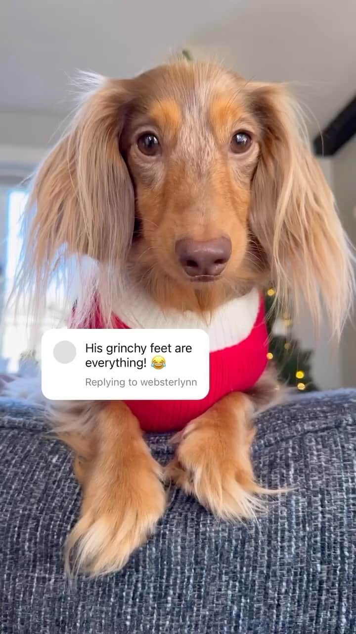 DogsOf Instagramのインスタグラム：「@roswell_weenie got them Grinch toes on point 😍   . .  #dogsofinstagram #grinchtoes #grinchfeet #christmasdog」