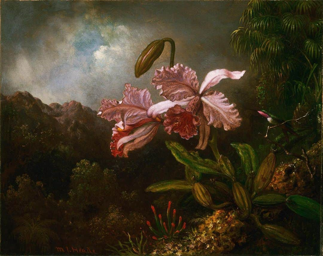 フィラデルフィア美術館のインスタグラム：「Welcome to the Jungle 🎶  A craze for orchids swept Europe and the United States in the mid-nineteenth century. The tropical bloom often served as an allusion to feminine sexuality for artists and writers of this era.  Heade began a series of orchid and hummingbird paintings after his final trip to South America in 1870, demonstrating his dedication to birds and flowers modeled from nature that he often placed in settings both evocative and fantastic. The coming storm adds a sense of foreboding to this otherwise calm scene.  📍See this work in Gallery 216, American Art  “Orchids in a Jungle,” 1871-1874, Martin Johnson Heade  #oilpainting #philamuseum #americanart」