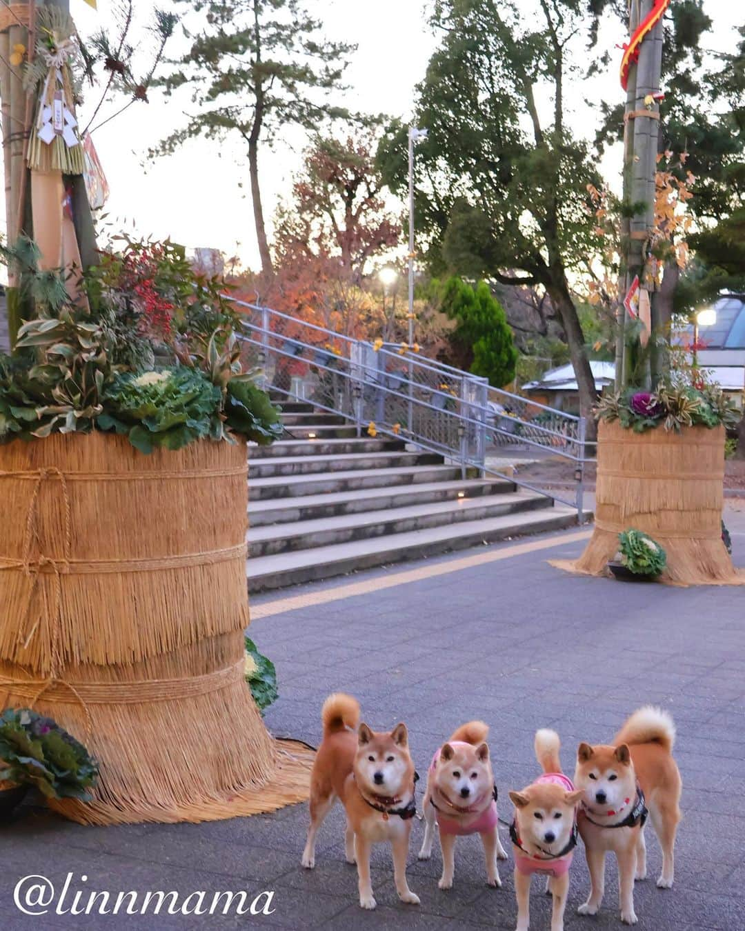 linnmamaのインスタグラム：「ちょっと気が早いけど、門松🎍発見‼️〜すごく大きな門松🎍と4柴たち🐕を撮るのは難しかった😅〜12月も半ば、クリスマス🎄もお正月🎍ももうすぐだね😍〜麗が断脚手術を受けてから、一日一日がとても大切で愛おしい🥰〜大切な時間をゆっくり丁寧に過ごしていきたい💕〜麗、食事量を増やして頑張って食べてます🍚〜散歩はみんなと同じだけちゃんと歩けるよ🐾〜今できることを精一杯、それで十分‼️〜今日も元気でありがとう❣️ ＊ ＊ ＊ #柴犬#dog #柴犬凜の勇気凜々every day #shibastagram #my_eos_photo #eosr6 #eosr10  #ドッグフォトグラファーズ #iphone12 #iphone12promax  #2024凜ファミリーカレンダー発売中 #プロフィール欄からどうぞ #Amazon、楽天でも販売中 #夕方散歩 #写活 #門松  #名城公園 #名城公園トナリノ」