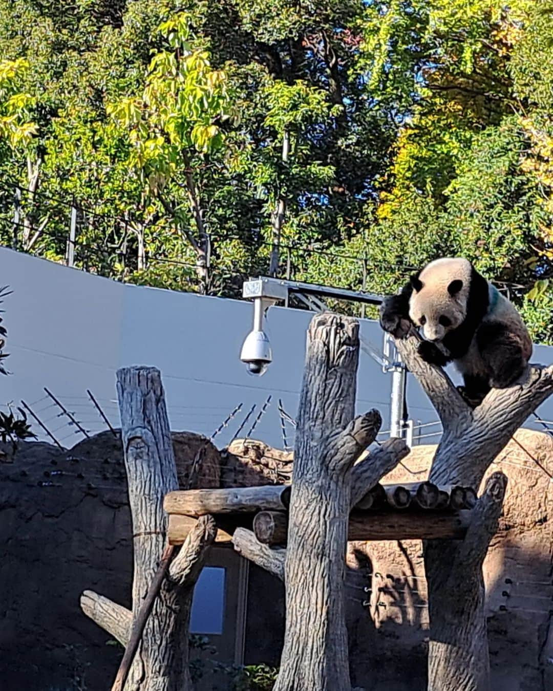 宇月田麻裕さんのインスタグラム写真 - (宇月田麻裕Instagram)「上野動物園の　#双子パンダ　#シャオシャオ　#レイレイ　#シンシン　#リーリー　見に行きました。     ランチのあとは二人で、上野動物園へ。     双子が別々になってしまう前に、  中国に行ってしまう前に  会いに行ってきました。     双子の子育てから解放された？　  #お母さんパンダ　シンシンは奥の方でぐで～     #お父さんパンダ　リーリーもぐで~     双子ちゃんは、  走ったり、遊んだり、ご飯食べたりと活発。  動いている時で良かったー。  可愛い🐼💖     男の子のシャオシャオが、レイレイにちょっかいを出しても  相手にされないのも可愛い💕     紅葉がキレイで、小旅行したみたい！  上野動物園のジャイアントパンダ情報サイト「UENO-PANDA.JP」東京動物園協会の運営する「UENO-PANDA.JP」は、上野動物園のジャイアントパンダを紹介する公式サイトです。ジャイアントパンダの個体情報をはじめ、上野動物園へのアクセス、開園時間、園内マップ、その他ジャイアントパンダ保護サポート基金等、さまざまな情報を掲載しています。￼www.ueno-panda.jp        パンダプロフィール｜上野動物園のジャイアントパンダ情報サイト「UENO-PANDA.JP」」12月14日 2時33分 - mahiro_utsukita