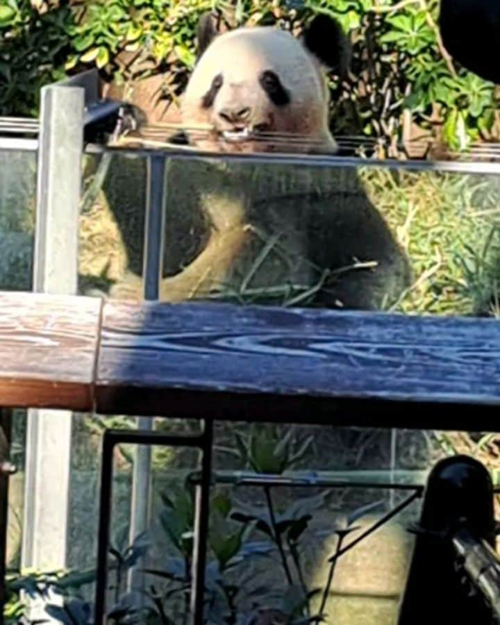 宇月田麻裕のインスタグラム：「上野動物園の　#双子パンダ　#シャオシャオ　#レイレイ　#シンシン　#リーリー　見に行きました。     ランチのあとは二人で、上野動物園へ。     双子が別々になってしまう前に、  中国に行ってしまう前に  会いに行ってきました。     双子の子育てから解放された？　  #お母さんパンダ　シンシンは奥の方でぐで～     #お父さんパンダ　リーリーもぐで~     双子ちゃんは、  走ったり、遊んだり、ご飯食べたりと活発。  動いている時で良かったー。  可愛い🐼💖     男の子のシャオシャオが、レイレイにちょっかいを出しても  相手にされないのも可愛い💕     紅葉がキレイで、小旅行したみたい！  上野動物園のジャイアントパンダ情報サイト「UENO-PANDA.JP」東京動物園協会の運営する「UENO-PANDA.JP」は、上野動物園のジャイアントパンダを紹介する公式サイトです。ジャイアントパンダの個体情報をはじめ、上野動物園へのアクセス、開園時間、園内マップ、その他ジャイアントパンダ保護サポート基金等、さまざまな情報を掲載しています。￼www.ueno-panda.jp        パンダプロフィール｜上野動物園のジャイアントパンダ情報サイト「UENO-PANDA.JP」」