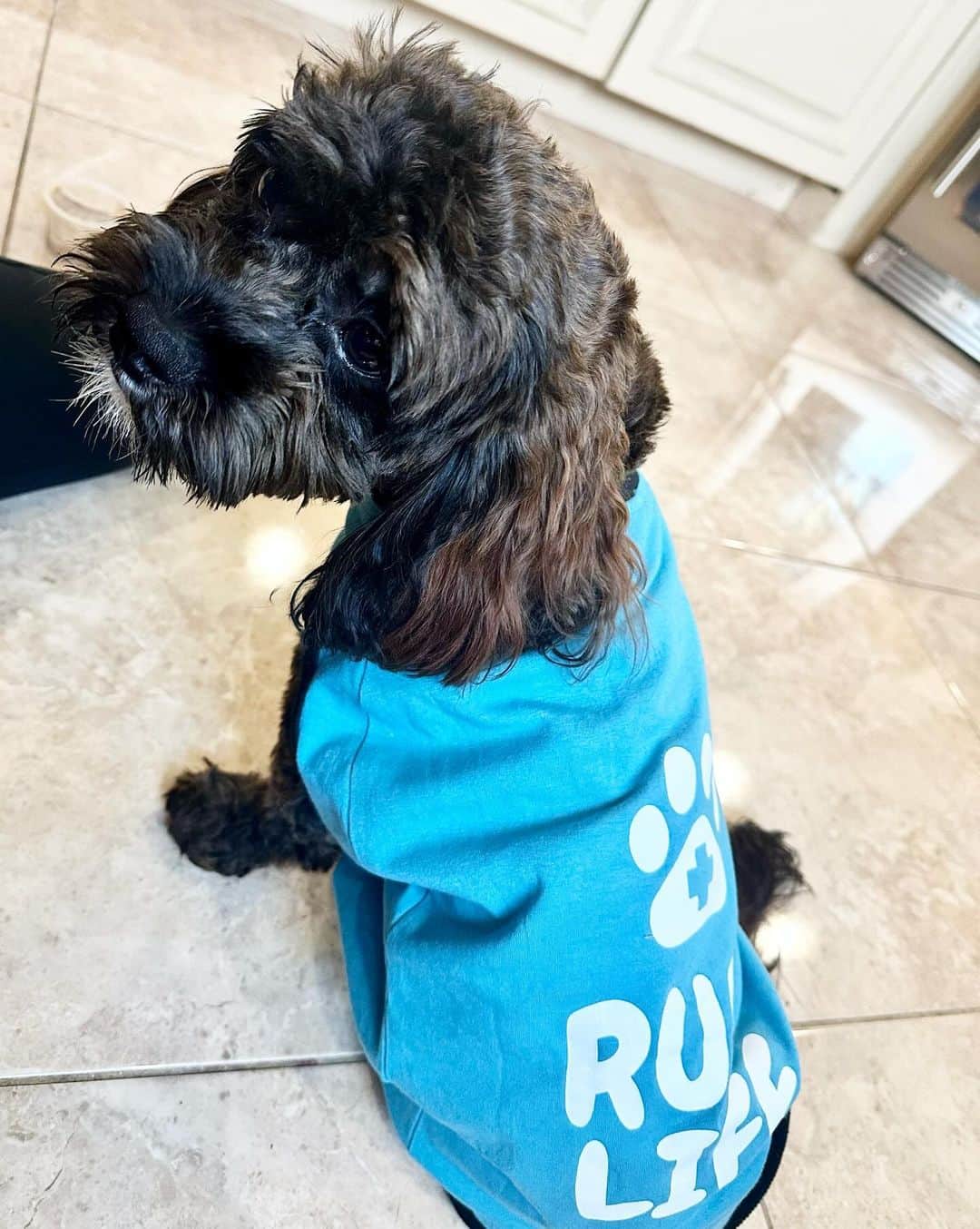 ニコール・ ポリッツィさんのインスタグラム写真 - (ニコール・ ポリッツィInstagram)「MY ROCKY! I’ve been a mess these last few days with my 4th child undergoing surgery!! I want to say thank you so much to @stfrancisvmc for taking care of my baby!! So grateful Rocky has the best care!  BRB, going to cuddle & spoil him all day! 🤕🩹❤️‍🩹」12月14日 2時30分 - snooki
