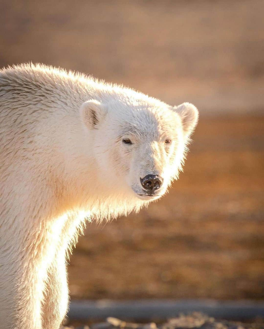 Discover Earthさんのインスタグラム写真 - (Discover EarthInstagram)「Lost in wonderland 🐻❄️🏔️  📍 Arctic Circle  🌎 #DiscoverEarth with @aeroture_aus」12月14日 3時56分 - discoverearth