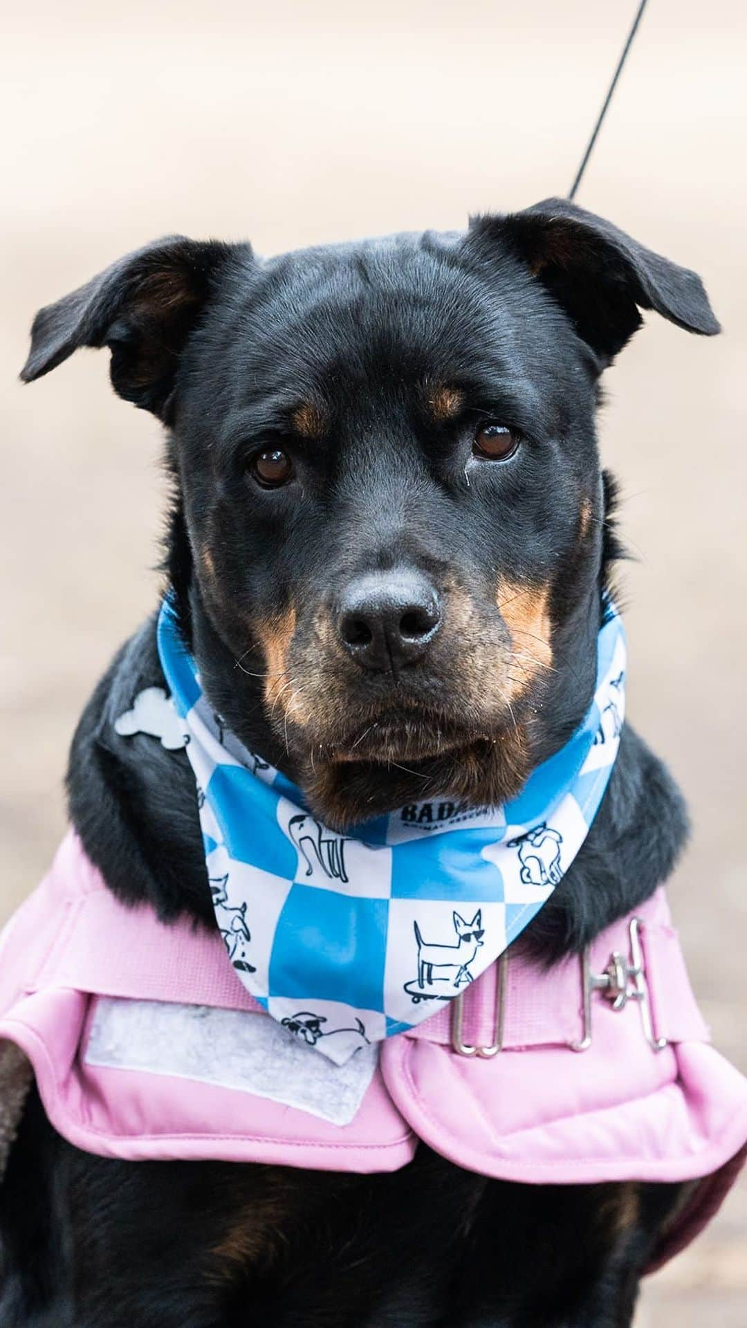 The Dogistのインスタグラム：「ADOPTABLE: North Star, Rottweiler (7 y/o), Fort Greene Park, Brooklyn, NY • “We rescued her two or three months ago. She showed up at the shelter and we called the number on her microchip – the guy said he was a truck driver and couldn’t take her on the road, so he relinquished her to us. She has a lot of nicknames – I call her Northie, Northina, North Anne. Whenever I start petting her, she’ll go on her back for a belly rub. If there are sirens going by, she will howl along with them. She likes to lay around all day. She also likes walks and gets bursts of energy wanting to play, but that lasts about five minutes. She’s mostly a couch potato. She’s a great dog – if you’re a Rottie lover, you’ll love her, if you’re not a Rottie lover, you’ll soon be one after meeting her.”  North Star is available for adoption now via @badassanimalrescue!」