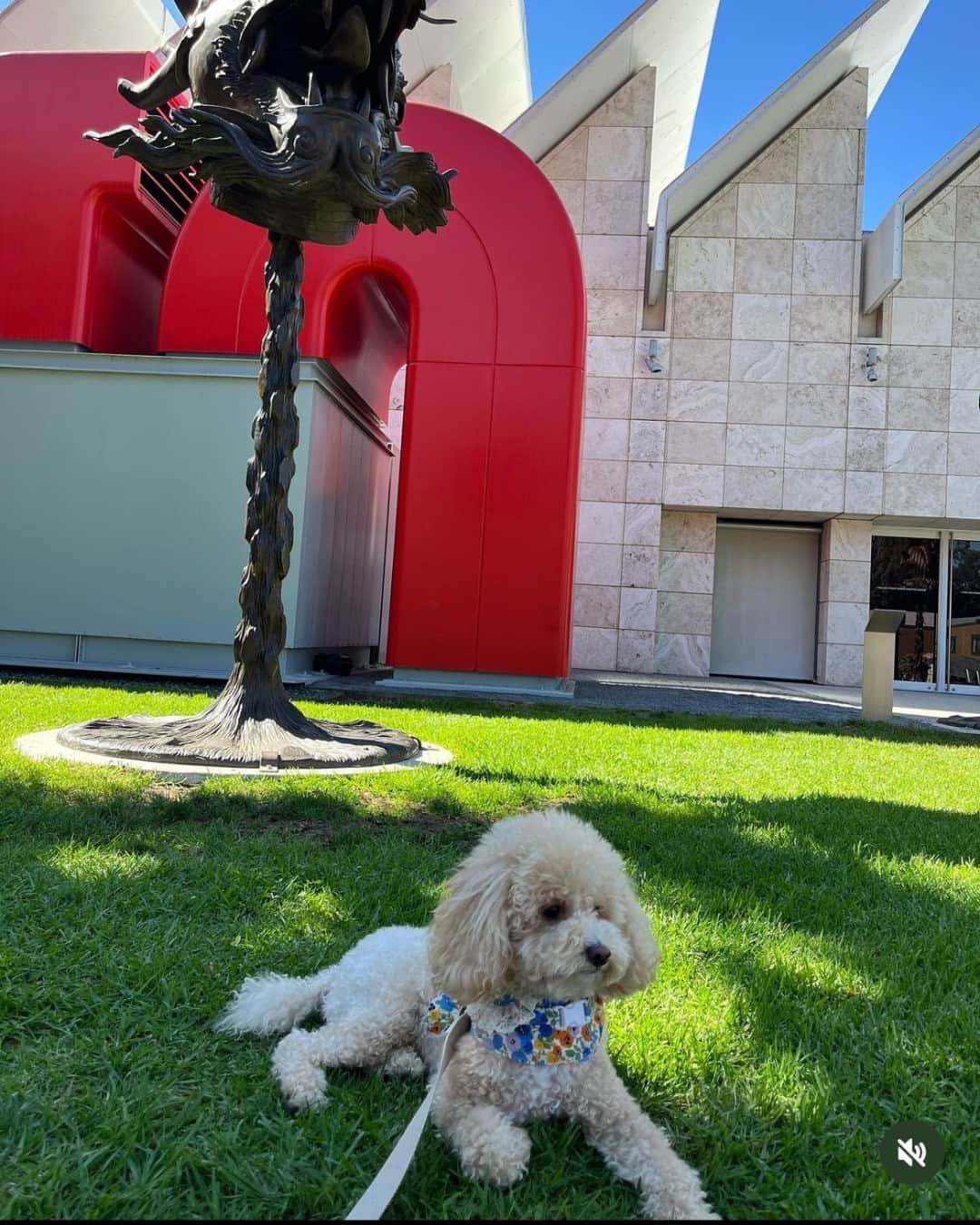 ロサンゼルスカウンティ美術館さんのインスタグラム写真 - (ロサンゼルスカウンティ美術館Instagram)「but santa, they've been good all year  @beaniethepoodle_ @mr.maru_2020 @carl_thesheepadoodle  #DogsofLACMA」12月14日 5時00分 - lacma