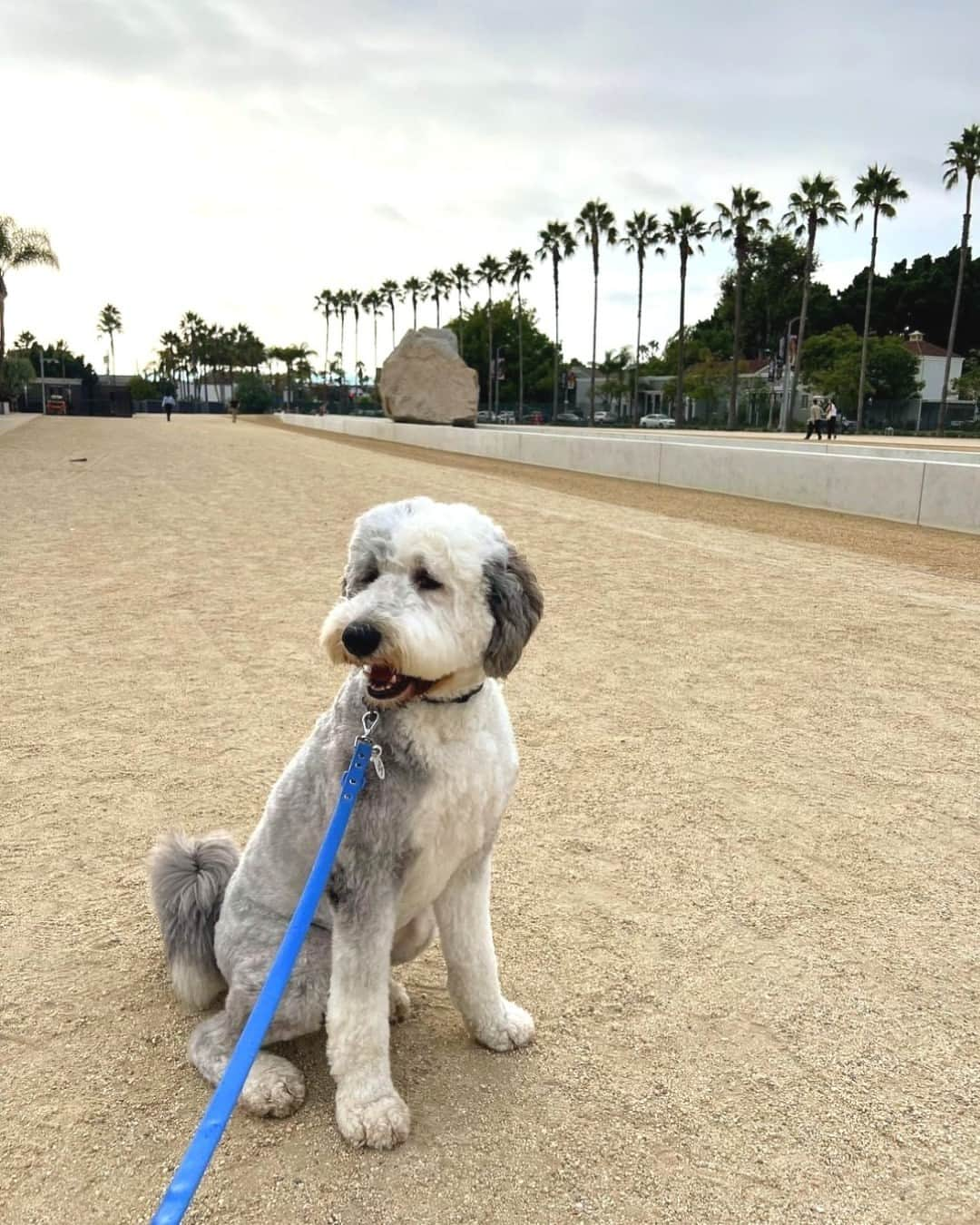 ロサンゼルスカウンティ美術館のインスタグラム：「but santa, they've been good all year  @beaniethepoodle_ @mr.maru_2020 @carl_thesheepadoodle  #DogsofLACMA」