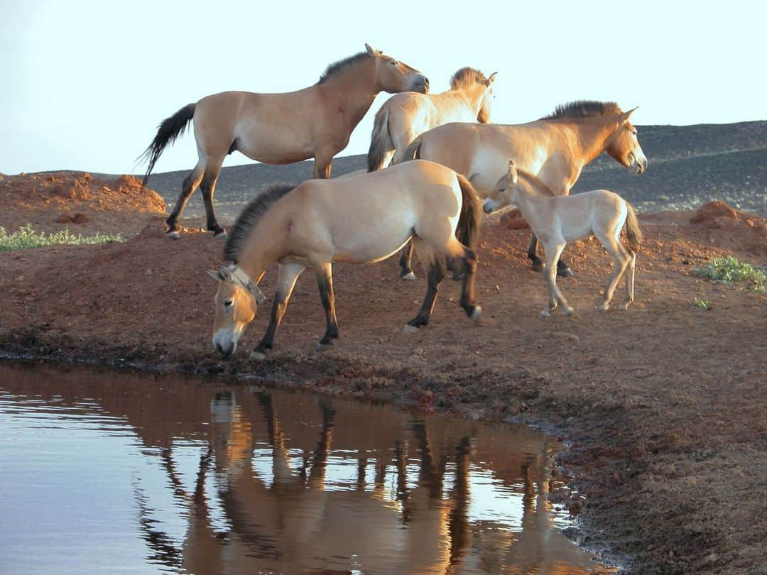 スミソニアン国立動物園のインスタグラム：「“From my perspective there is nothing more inspiring than seeing a species return to the wild."  Today is National Day of the Horse 🐎 and while this day is traditionally used to recognize the outsized role domesticated horses have played in human history, we wanted to take a different tack, if you will, to talk about the last of the wild horses, the Przewalski's horse. Conservation biologist Mel Songer shares her reflections on the international efforts to save this endangered species and the successes she's seen over the years. Use the link in our bio to learn more! #nationaldayofthehorse  Image description:  First image: a photo of a group of adult Przewalski's horses and a foal near a watering hole in Kalamaili Nature Reserve in Xinjiang, China.  Second image: a photo of a group of researchers and park staff, including Mel Songer (left), collaring a wild Przewalski's horse in Hustai National Park in Mongolia.  Third image: a photo of four wild Przewalski's horses drinking from a river in Kalamaili Nature Reserve in Xinjiang, China.  Fourth image: a photo of a community conservation training in Xinjiang, China. Many people are standing side by side, posing for a photo.」