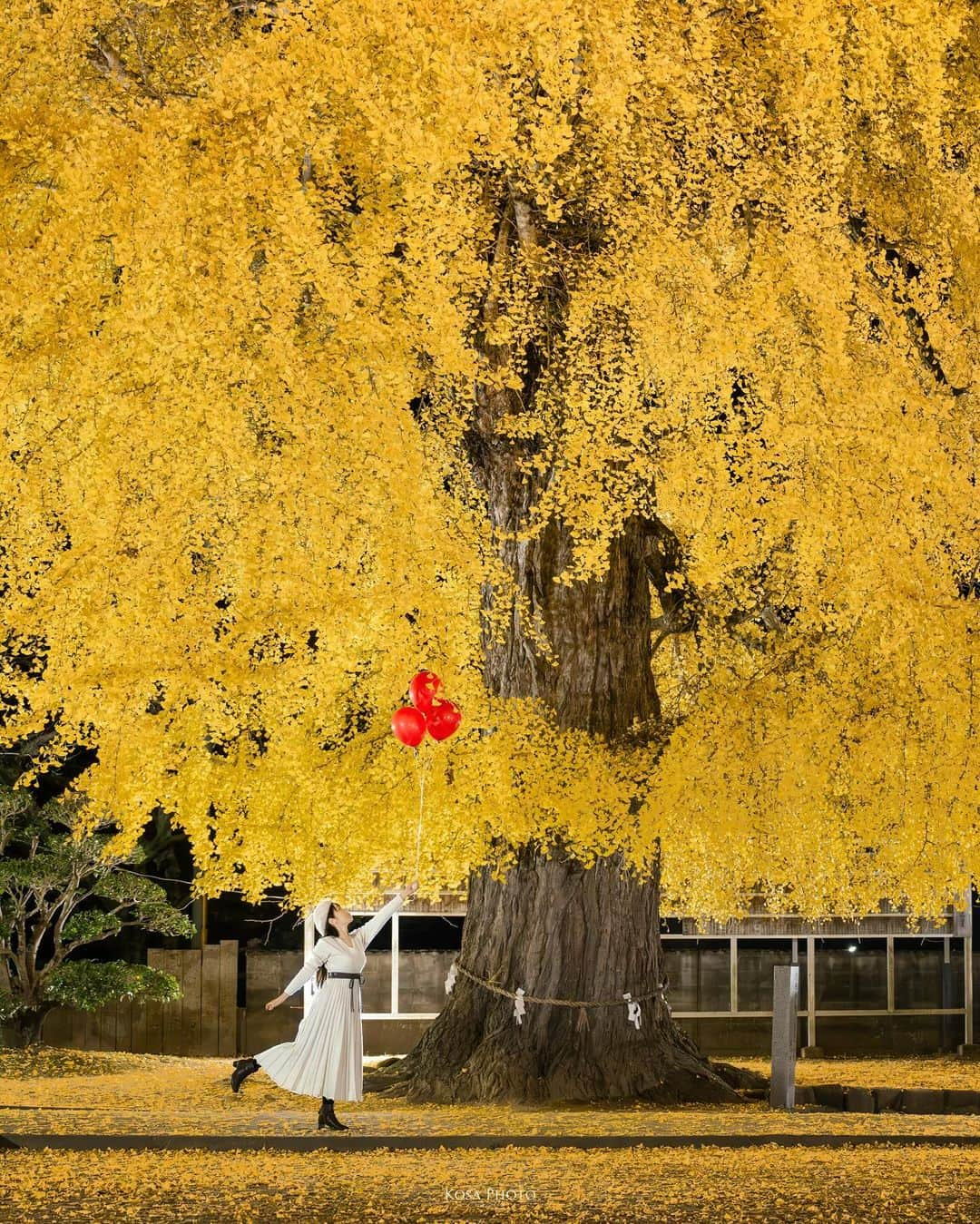 コサさんのインスタグラム写真 - (コサInstagram)「今季は4回ほど通った丹生酒殿神社の大銀杏 夜のライトアップは特にオススメです♪ . Location:和歌山 Wakayama /Japan🇯🇵 Date:2023年12月 Camera:Z9 / Z 24-70mm f2.8 in frame: @chami_2nd Balloon: @brilliantballoon . #nikoncreators #nikoncreators_2023moment #japancityblues #jp_portrait_collection #ポトレファン倶楽部 #ポトレ撮影隊 #jp_mood #jp_portrait部 #NSG_IG #丹生酒殿神社 #tokyocameraclub #art_of_japan_ #jgrv_member #team_jp_ #photo_jpn #sorakataphoto #LBJ_KING #mst_vip #広がり同盟メンバー #special_spot_legend #riyets #invisible_cool_part #ptk_japan #raw_japan #deaf_b_j_ #japan_best_pic #m_v_shotz #japan_waphoto #NICOSTOP #じゃびふる」12月14日 7時00分 - kosa_photo