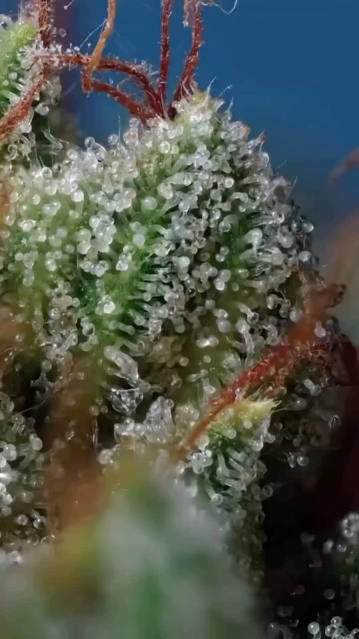 クリス・ブラウンのインスタグラム：「Close up of my strain called “MOONWALKER” @ohbfarmsofficial @originalsfamilyfarms 🔥💨」