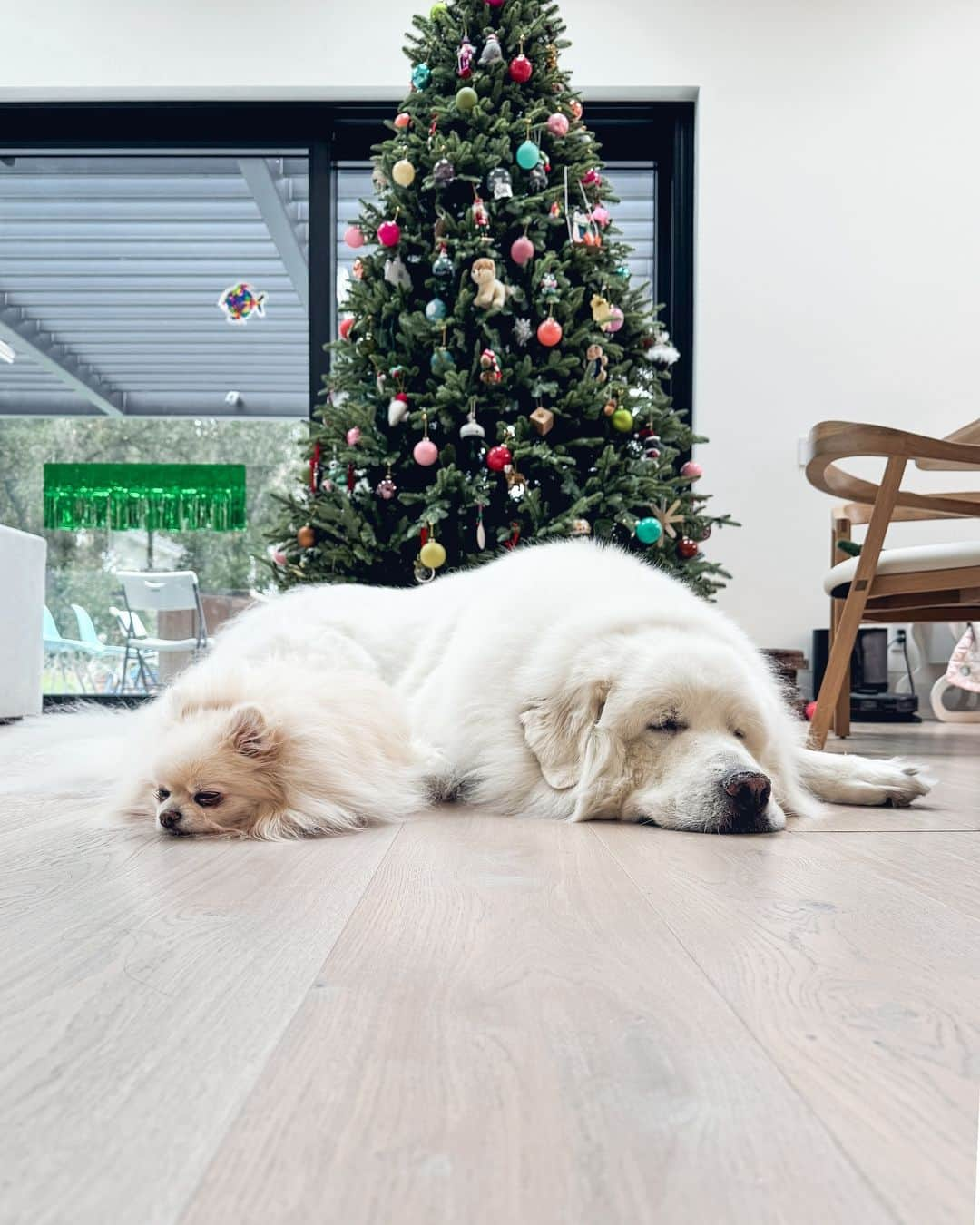 Buddy Boo Blueのインスタグラム：「Just a couple of rescues living their best life. (We hope to take our Christmas tree down by June. Stay tuned for more updates.)」