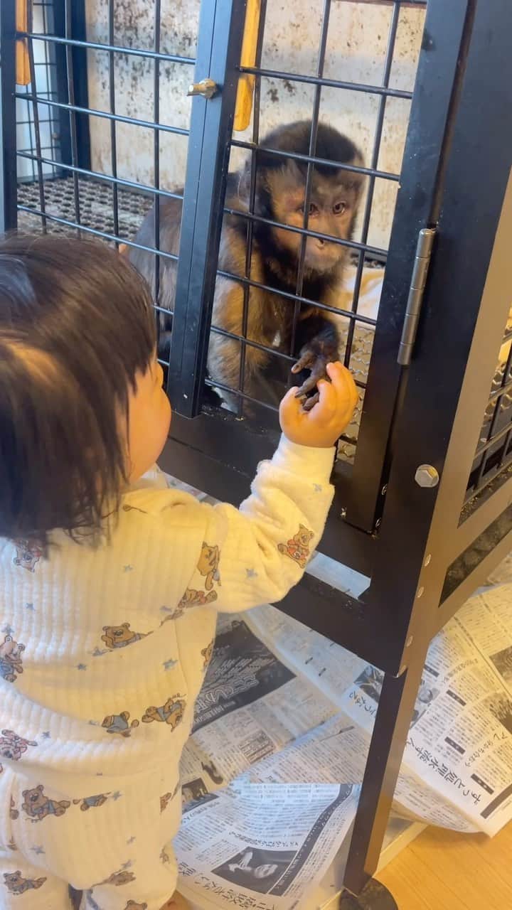 久保優太のインスタグラム：「最近、お外でお散歩してるワンちゃんを『ワンワン！🐶』って覚えたんだけど、家でお猿のマルちゃんにもワンワンって一生懸命呼んでた！惜しい💦笑」