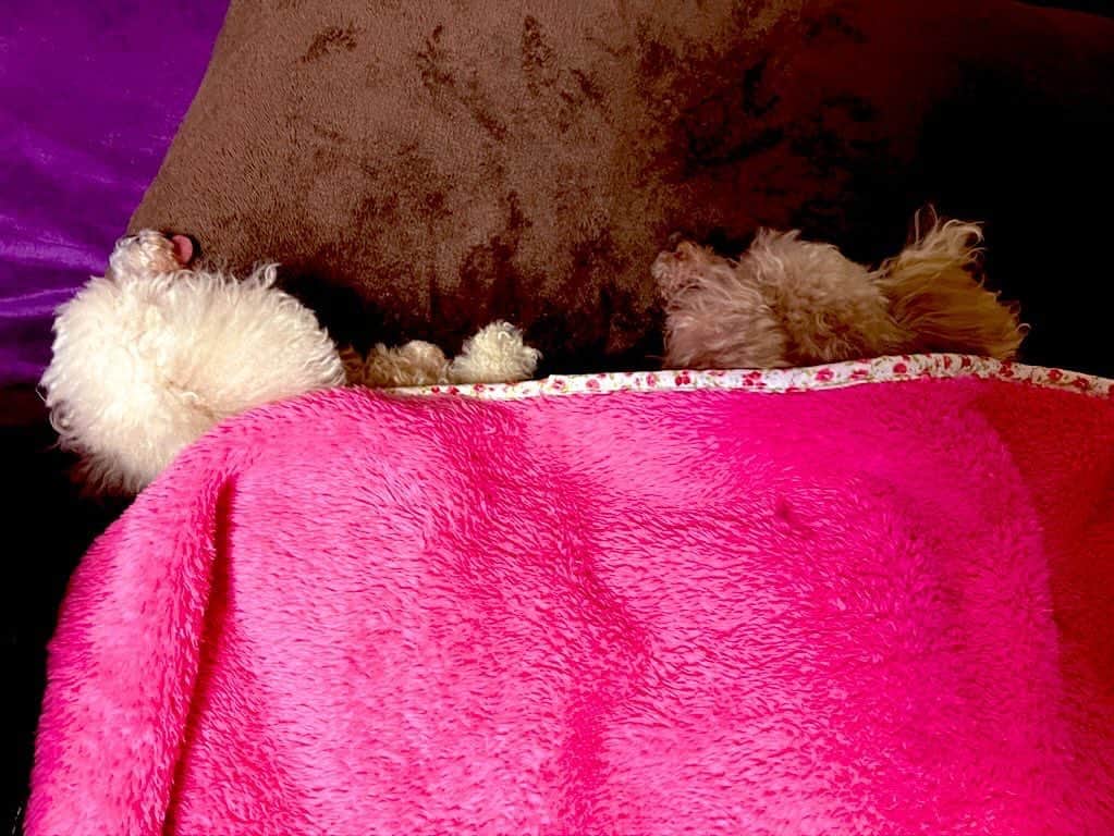 伊織涼子のインスタグラム：「わんこs寝た❤️  #トイプードル  #シニア犬  #介護中  #保護犬」