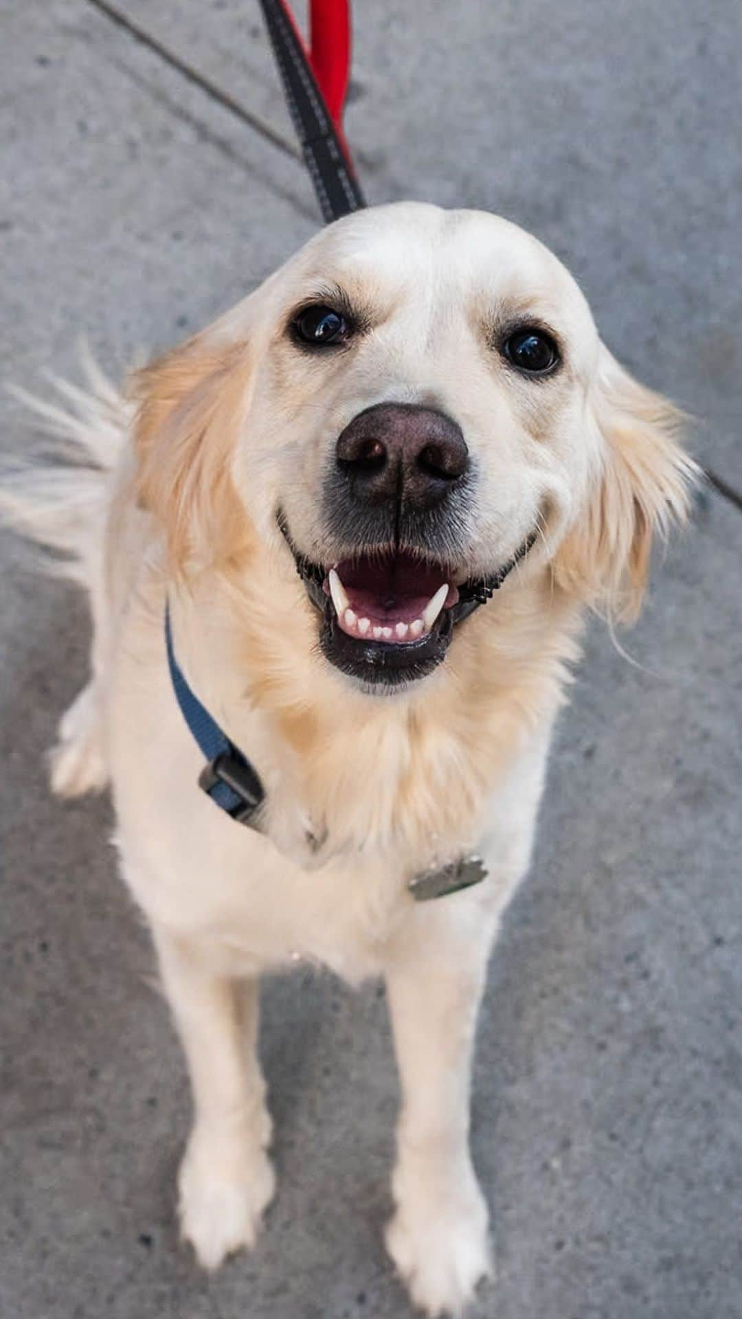 The Dogistのインスタグラム：「Zima, Golden Retriever (3 y/o), 30th & 5th Ave., New York, NY • “She’s super happy. I always say she looks like a seal when she sits down. I’m her walker – I’ve been walking her a year and a half. I’m a dog walker full time – they’re all my friends. My dog passed away, so after that, the connections are even greater.” @zimathepup   How do you rate Elias’ line dancing on a scale of 1-10?」