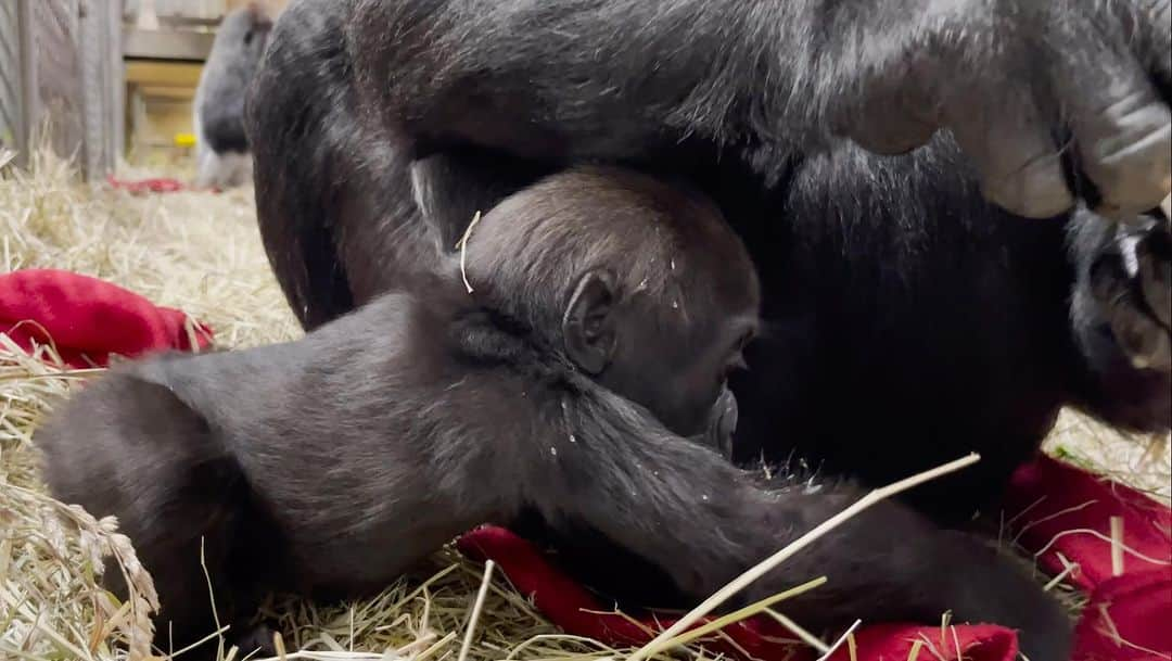 スミソニアン国立動物園のインスタグラム：「❤️🦍 It’s beginning to look a lot like...snacktime! Recently, our western lowland gorilla infant Zahra managed to sneak a couple samples of her mom Calaya’s treats – including a fruitsicle chunk! 🤫🧊 Get a special look at Zahra trying new foods in the latest #GorillaStory update from primate keeper Valerie Schultz. ✏️STORY: https://s.si.edu/3v1dxPX. (Link in bio.) . . . 🎥 Video description: Western lowland gorilla infant Zahra grabs a small chunk of fruitsicle that fell near her mother Calaya’s feet. Zahra sits upright and licks the treat, which is made of frozen-diluted apple juice.」