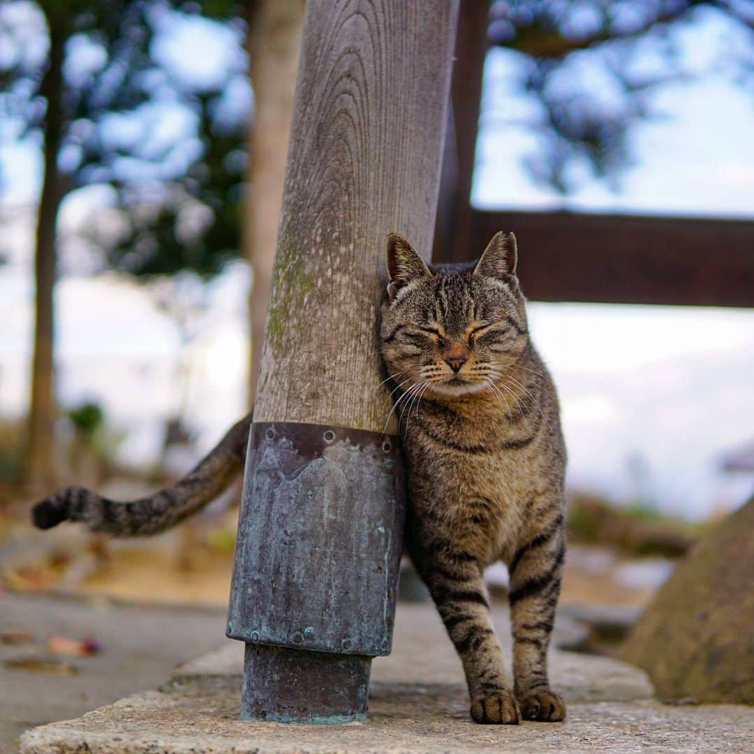 NEKOくらぶのインスタグラム：「|| 支え合う心。 @toradesu222 さんの作品ですにゃ（＝ΦωΦ＝） * いいね！＆コメント大歓迎！！ * #nekoclub #NEKOくらぶ #Japan #Photo #写真 #日本 #cat #ネコ #ねこ #猫  Follow: @nekoclub_jpn * ▼【廣済堂出版共同企画】NEKOくらぶの皆さまとつくる「NEKOくらぶ写真集」、発売中♪（＝ΦωΦ＝） ※詳細は本アカウント「 @nekoclub_jpn 」のプロフィールに固定しているハイライトから * ※当アカウントでシェアさせていただいた作品は、東京カメラ部YouTubeアカウントでも投稿者様のお名前入りでご紹介させていただく場合があります。これらの使用に関して原則通知は行いませんので、予めご了承ください。 ※各種法令、マナー、関係者の指示に従った撮影をお願いします。 *Please ensure that your photography adheres to all relevant laws, etiquette, and instructions issued by authorized persons. ※本アカウントは東京カメラ部がFacebook、Instagramのサービスを利用して運営しているもので、Meta社・Instagramとは一切関係ありません。」