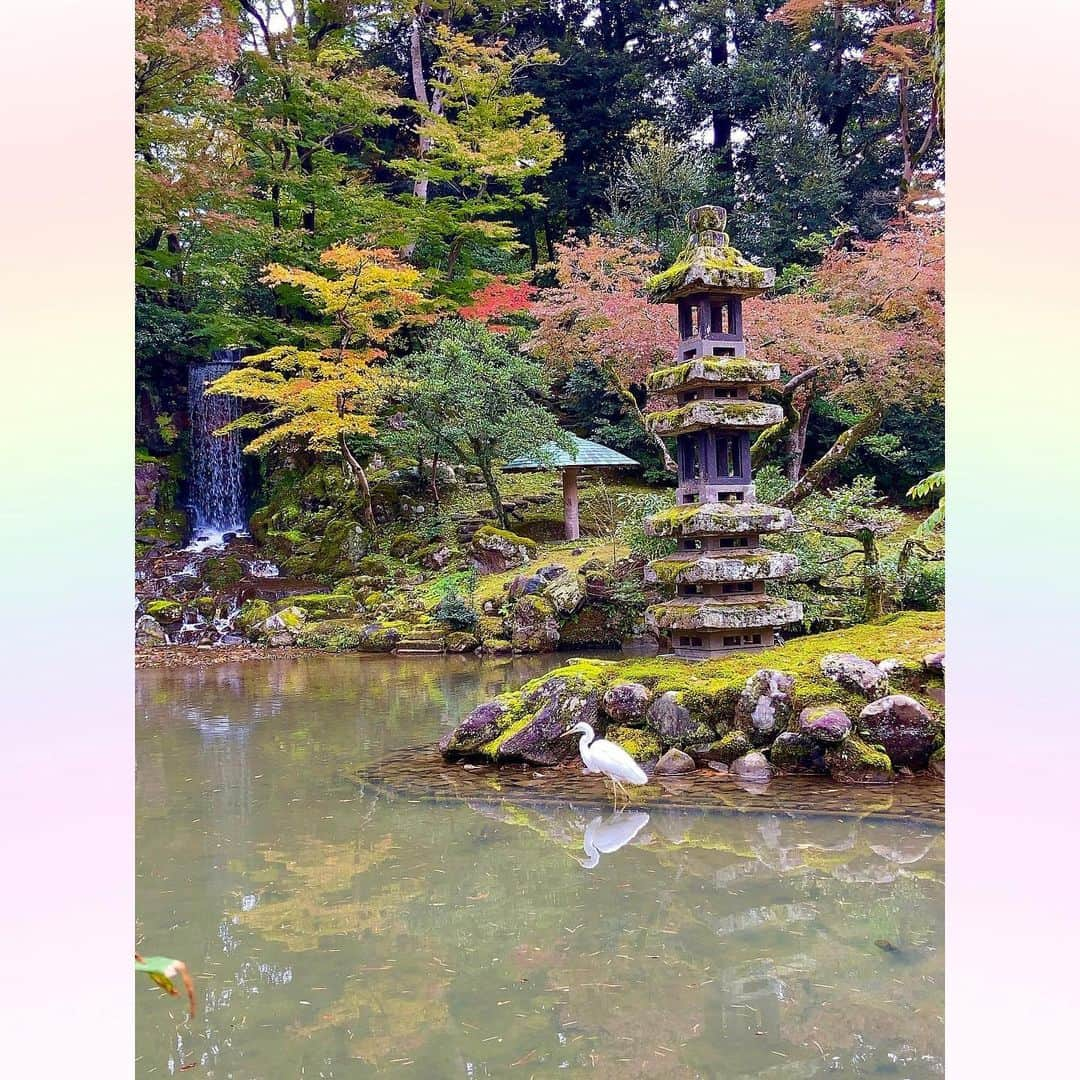 長柄ひろみさんのインスタグラム写真 - (長柄ひろみInstagram)「#Autumnleaves 🍁  見えるかな？？ 手乗り「鷺」🐥  鳥のサギと一緒に紅葉狩り🕊🍁 鷺が逆光になる所にばかりいて困る😂 3枚目とか中々良い写真じゃない😆⁉︎  前回と前々回の紅葉投稿にも鷺が写っているものがあったんですが気付きましたか？ わかった方はコメントで教えてね😊✨ 気付かなかった方は前回、前々回の投稿から探してみてねー🦢  何だか急に冷え込んで、ようやく12月の実感がでてきました😌❄️ そして全国天気を見ると各地の気温差にビックリ！！ 北海道は日中でも−4℃とかやっぱり寒いですね☃️  ｡・ﾟ・。𖧷｡・ﾟ・。𖦞｡・ﾟ・。𖧷｡・ﾟ・｡𖦞。・ﾟ・。  #紅葉狩り」12月19日 18時41分 - aoi_asahi