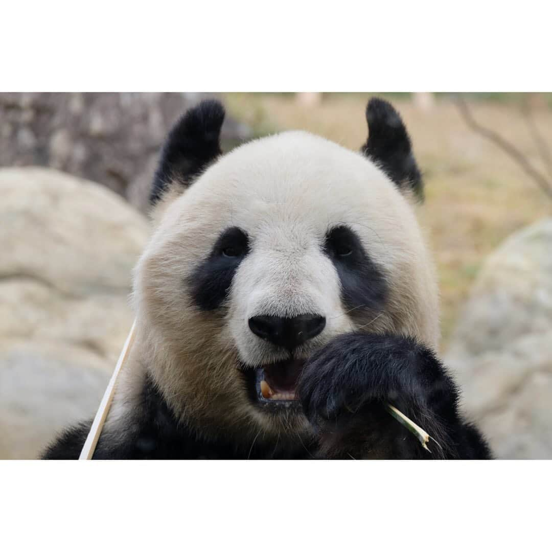 はなさんのインスタグラム写真 - (はなInstagram)「久しぶりの上野パン活🐼シャンシャン、みんな元気にしてるよ😃 #シンシン #リーリー #シャオシャオ #レイレイ」12月19日 19時27分 - hanalovestaco