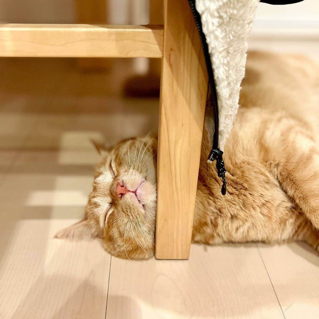 NEKOくらぶのインスタグラム：「|| なぜそんな所で？👀 @marble820 さんの作品ですにゃ（＝ΦωΦ＝） * いいね！＆コメント大歓迎！！ * #nekoclub #NEKOくらぶ #Japan #Photo #写真 #日本 #cat #ネコ #ねこ #猫  Follow: @nekoclub_jpn * ▼【廣済堂出版共同企画】NEKOくらぶの皆さまとつくる「NEKOくらぶ写真集」、発売中♪（＝ΦωΦ＝） ※詳細は本アカウント「 @nekoclub_jpn 」のプロフィールに固定しているハイライトから * ※当アカウントでシェアさせていただいた作品は、東京カメラ部YouTubeアカウントでも投稿者様のお名前入りでご紹介させていただく場合があります。これらの使用に関して原則通知は行いませんので、予めご了承ください。 ※各種法令、マナー、関係者の指示に従った撮影をお願いします。 *Please ensure that your photography adheres to all relevant laws, etiquette, and instructions issued by authorized persons. ※本アカウントは東京カメラ部がFacebook、Instagramのサービスを利用して運営しているもので、Meta社・Instagramとは一切関係ありません。」