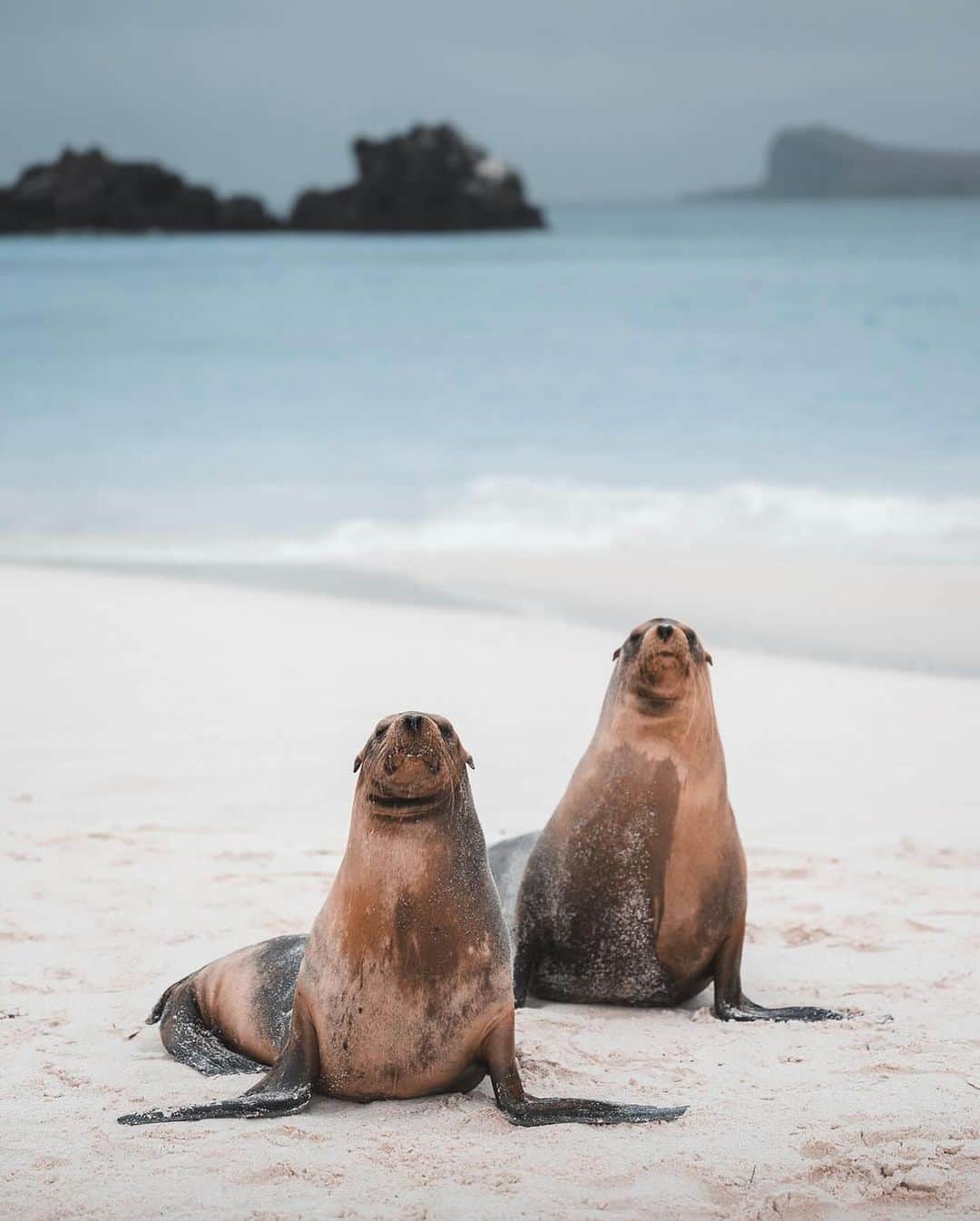Discover Earthさんのインスタグラム写真 - (Discover EarthInstagram)「Exploring the Galapagos Islands, where sea lions steal the show 🦭🌊  📍 Galapagos Island, Ecuador  🇪🇨 #DiscoverEcuador with @alex_stead」12月20日 3時34分 - discoverearth