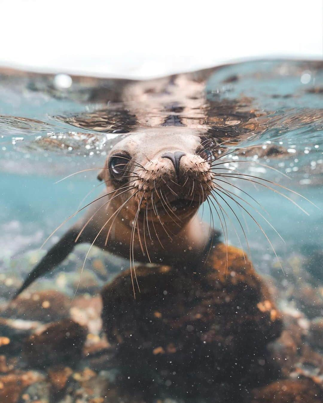 Discover Earthさんのインスタグラム写真 - (Discover EarthInstagram)「Exploring the Galapagos Islands, where sea lions steal the show 🦭🌊  📍 Galapagos Island, Ecuador  🇪🇨 #DiscoverEcuador with @alex_stead」12月20日 3時34分 - discoverearth