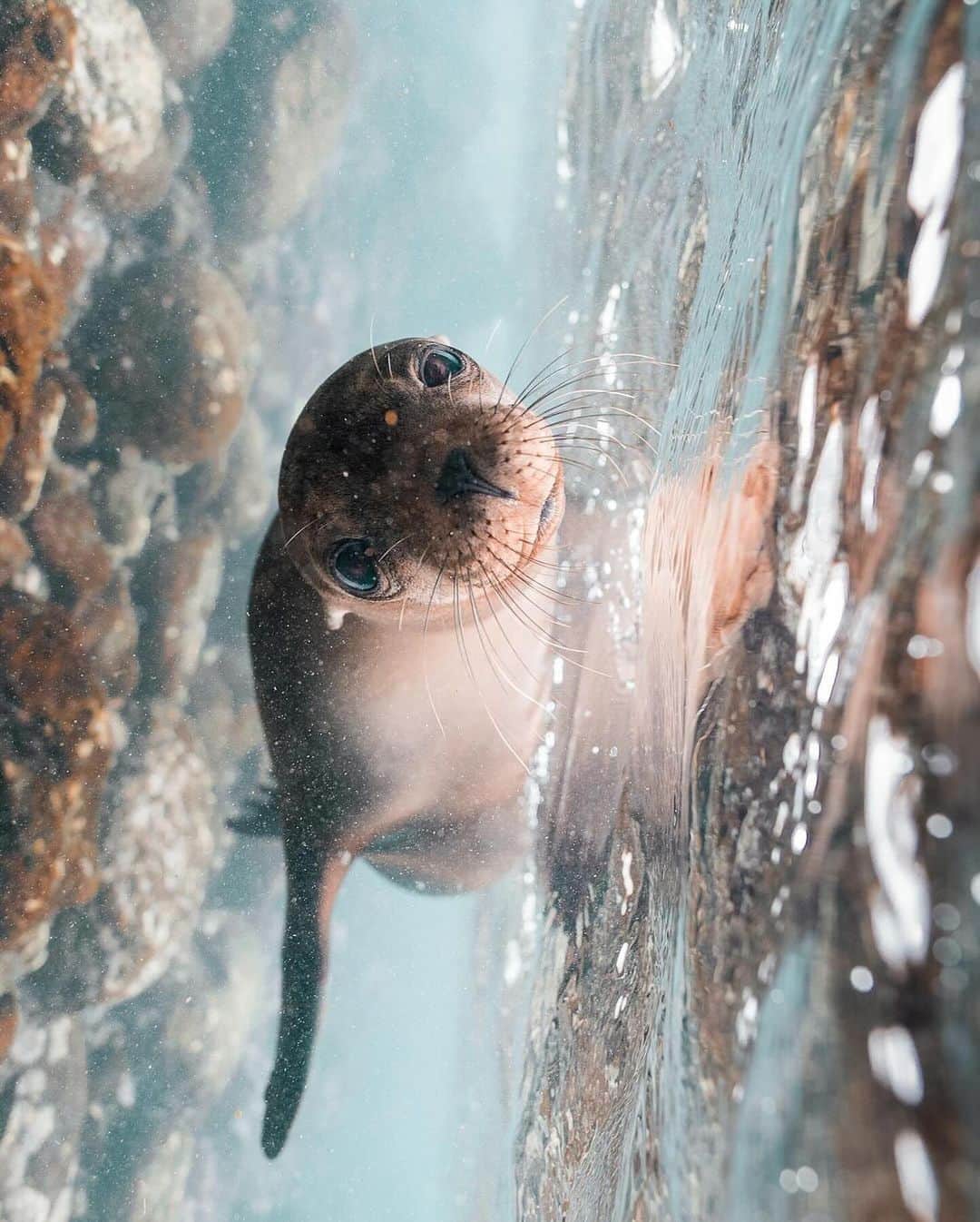 Discover Earthさんのインスタグラム写真 - (Discover EarthInstagram)「Exploring the Galapagos Islands, where sea lions steal the show 🦭🌊  📍 Galapagos Island, Ecuador  🇪🇨 #DiscoverEcuador with @alex_stead」12月20日 3時34分 - discoverearth