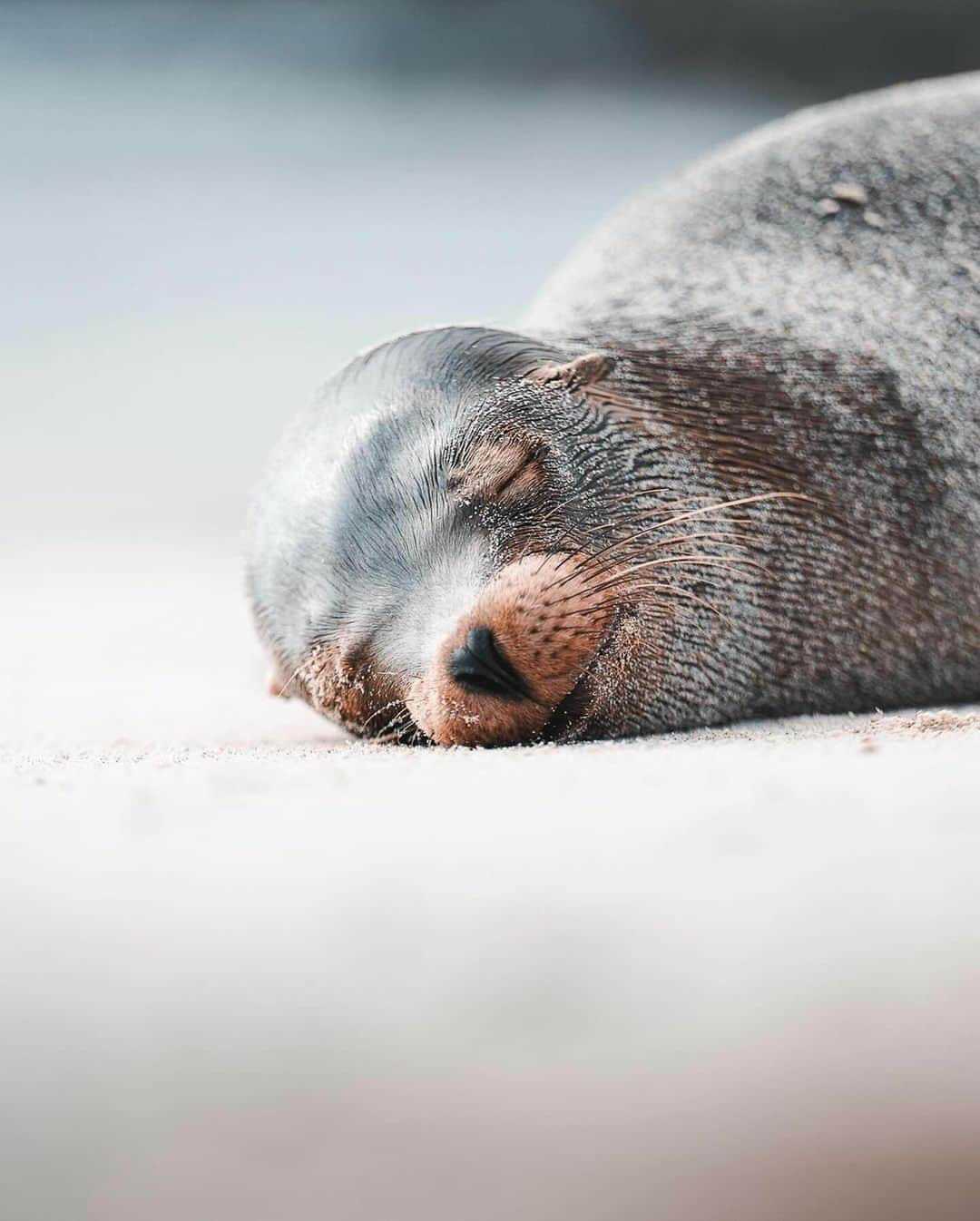 Discover Earthのインスタグラム：「Exploring the Galapagos Islands, where sea lions steal the show 🦭🌊  📍 Galapagos Island, Ecuador  🇪🇨 #DiscoverEcuador with @alex_stead」