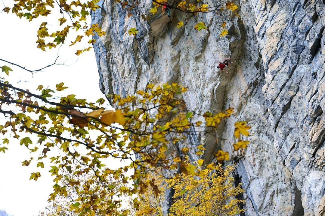 アダム・オンドラさんのインスタグラム写真 - (アダム・オンドラInstagram)「The crux of this route is quite unique because when you look at it from the ground, there is a roof that is about 2 meters long and makes you think that would be an obvious crux 👊 Yet the roof itself is not that extreme. The crux is right above. It is kind of an arete, so you would expect that, even though the holds might be really bad, it can not really be that difficult, but all of a sudden, the holds are really sloppy, and the friction of the rock turns into really slick 👌 All of this forces you into a very improbable sequence of handholds and footholds that took a long time to figure out, and it was really enjoyable to make it happen on the redpoint 😎  Watch the new video on my YouTube channel (the link is in BIO) 🤜🤛  Photos by @stefanschlumpf and @janvogl_kameruje   Film by @pavel_klement   #adamondra #AO #mammut #mammut_swiss1862  #climbing #rockclimbing #switzerland #switzerland🇨🇭 #isenfluh #climbinglife」12月20日 1時10分 - adam.ondra