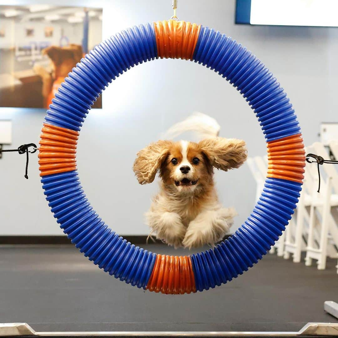 The Dogistさんのインスタグラム写真 - (The DogistInstagram)「Dawson, Cavalier King Charles Spaniel (8 y/o), Zoom Room Dog Training – @zoomroomchelsea, New York, NY • “He’s deaf. We offer so many different classes, from agility to pup pilates, but he loves urban herding, and his favorite class is our scent workshop. Most Cavaliers are very people and dog-centric, but if Dawson comes up to you and you don’t have food for him, you’re dead to him.”  I stopped by the opening of @zoomroomchelsea to chat with their CEO, Mark Van Wye, who shares my deep respect for the special connection shared by humans and our dogs – so much so that he built this business on it, offering an entirely unique training experience based on socialization. Dawson’s impressive skills were certainly a highlight! Thanks for having us, Zoom Room!」12月20日 7時51分 - thedogist