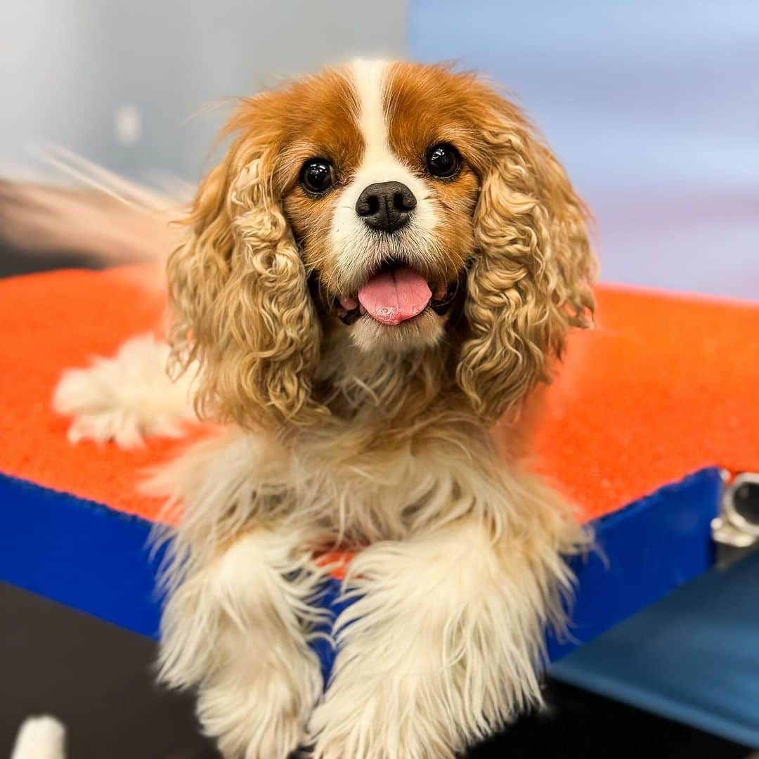 The Dogistのインスタグラム：「Dawson, Cavalier King Charles Spaniel (8 y/o), Zoom Room Dog Training – @zoomroomchelsea, New York, NY • “He’s deaf. We offer so many different classes, from agility to pup pilates, but he loves urban herding, and his favorite class is our scent workshop. Most Cavaliers are very people and dog-centric, but if Dawson comes up to you and you don’t have food for him, you’re dead to him.”  I stopped by the opening of @zoomroomchelsea to chat with their CEO, Mark Van Wye, who shares my deep respect for the special connection shared by humans and our dogs – so much so that he built this business on it, offering an entirely unique training experience based on socialization. Dawson’s impressive skills were certainly a highlight! Thanks for having us, Zoom Room!」