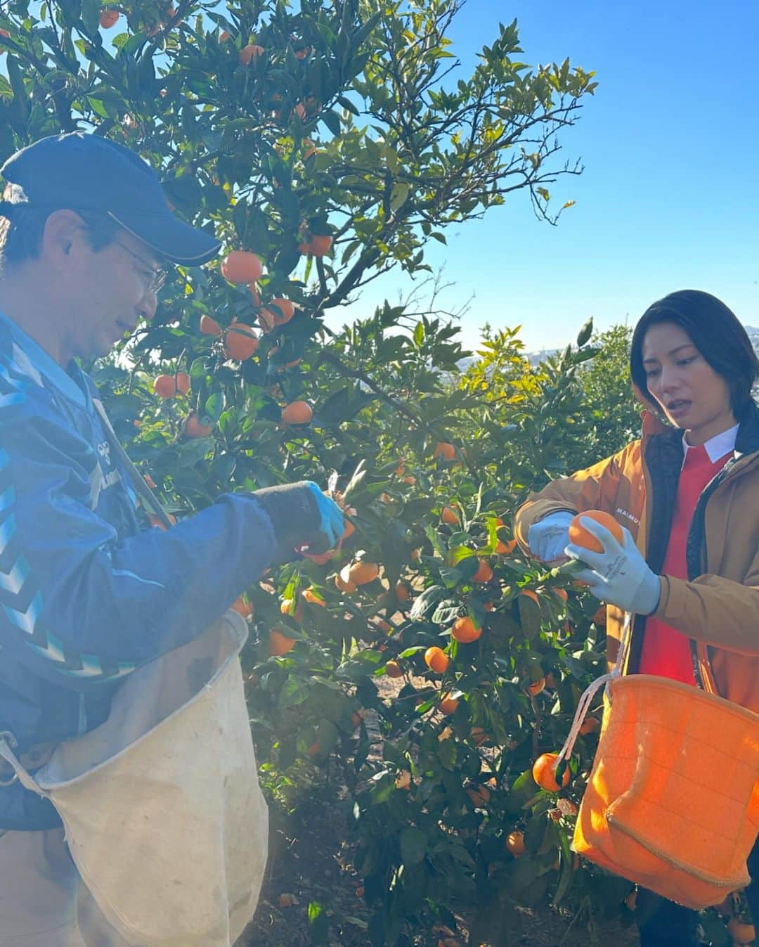 松下奈緒さんのインスタグラム写真 - (松下奈緒Instagram)「皆さんこんばんは！  今日は、農林中央金庫100周年の式典に参加させていただきました。  改めて100周年おめでとうございます！  そして先月、静岡にてJA援農支援隊活動としてみかん農園に行って来ました🍊  初めての援農参加、楽しかったです♪  無心になって手切りしてきました。 海が一望できるみかん畑で食べるみかんは最高でした！  #農林中央金庫 #援農支援活動 #みかん畑  #松下奈緒  <衣装> スカート#SAAAGEboutique イヤリング#CASUCA」12月20日 19時21分 - matsushita_nao_official