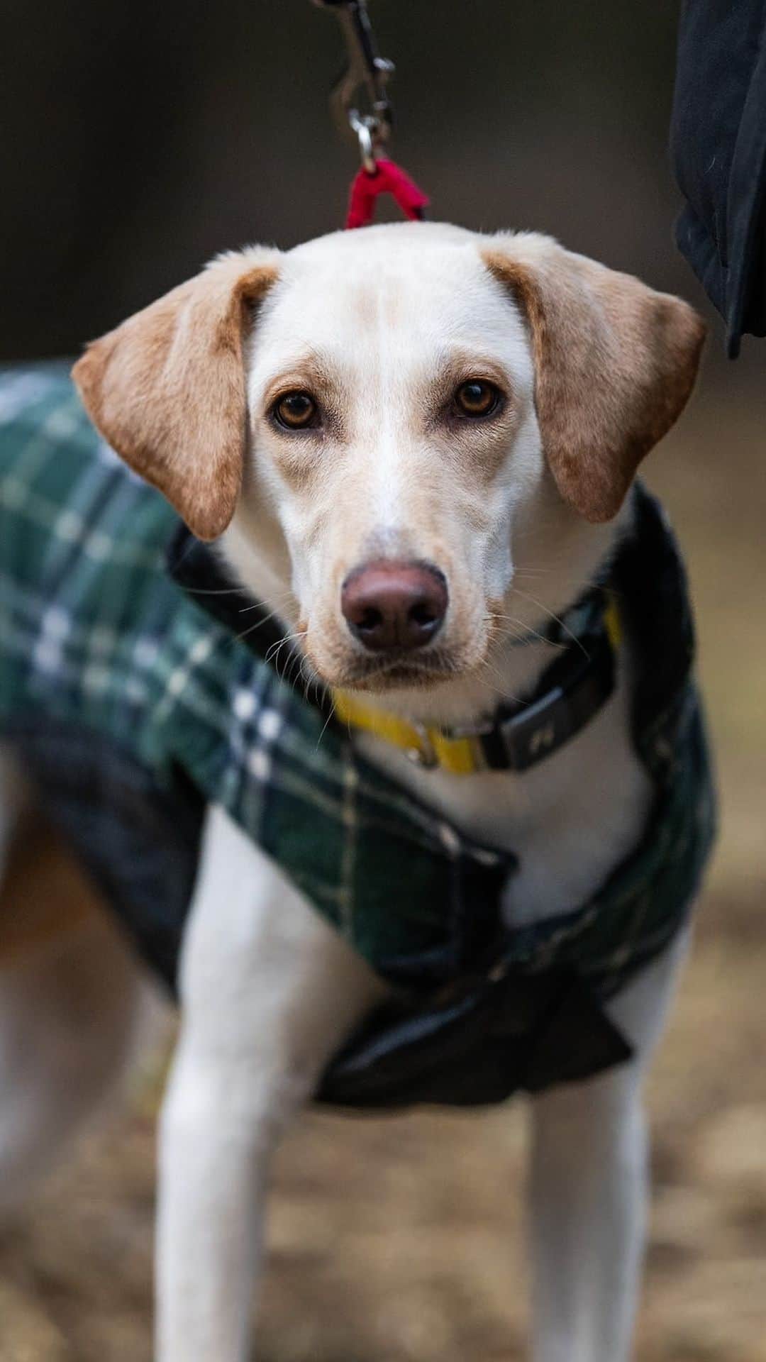 The Dogistのインスタグラム：「ADOPTABLE: Bingo, Hound mix (10 m/o), Fort Greene Park, Brooklyn, NY • “She’s from Selma, Alabama – she came up with her 11 brothers and sisters. She’s new to the city so she’s getting used to the sights and sounds, but inside she’s the most loving, happy, sweet dog. She’s the cuddliest animal I’ve ever had, almost an aggressive cuddler. She really loves to be with others, and loves kids and dogs. She’s getting more confident by the day. She gives hugs like a human – she gets on her hind legs, crawls up you, and goes for the embrace.”  Bingo is available for adoption now via @badassanimalrescue!」