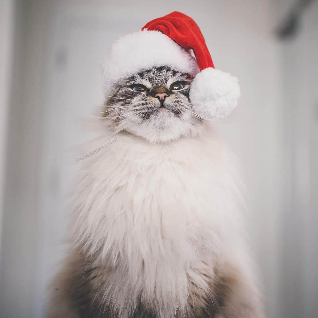 Holly Sissonのインスタグラム：「Who’s ready for SantaClaws?! 😹🎄🎅🐱❤️ (📷 @hollysisson) #cat #Siberiancat #santaclaws #santapaws」