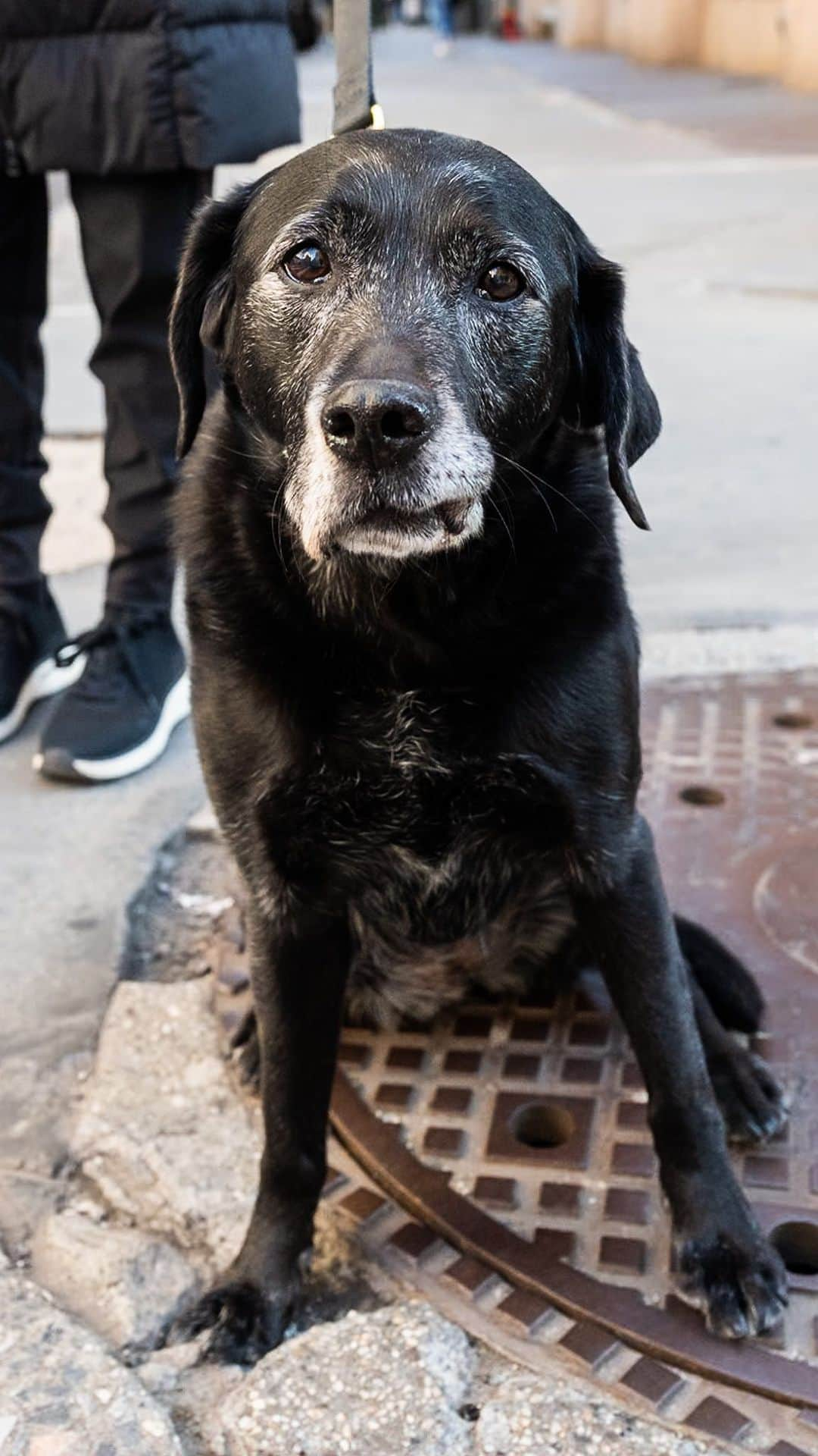 The Dogistのインスタグラム：「Rigby, mix (12 y/o), 20th & Broadway, New York, NY • “She’s a rescue from Arkansas. She’s sweet as can be. She goes shopping with my daughter and goes up to the counter and begs for cookies. They all know her. She’s very smart.”」