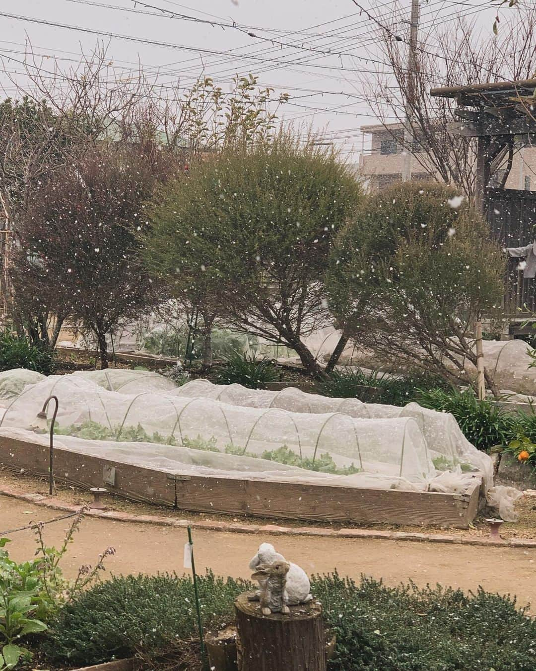 果子乃季 宇部ファームのインスタグラム：「今日は ❄️雪  寒いですね🥶  寒さに負けずに 来てくださいませ 😛😊！  #カシノキ#初売り#雪#山口土産#焼きカレー#いちご#クリスマス#クリスマスケーキ#クリスマスプレゼント」