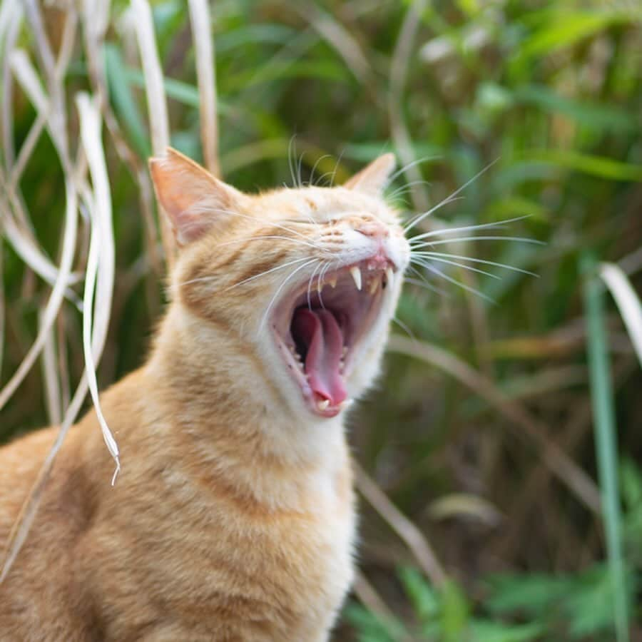 五十嵐健太さんのインスタグラム写真 - (五十嵐健太Instagram)「あくび猫さん @tobineko_0   2024年カレンダー発売中 プロフィールのリンクからもネットショップに行けます https://shop.tobineko.jp/items/79170439  メッセージでご連絡いただいても大丈夫です #飛び猫  #あくび猫　#猫島　#cat」12月23日 7時08分 - tobineko_0