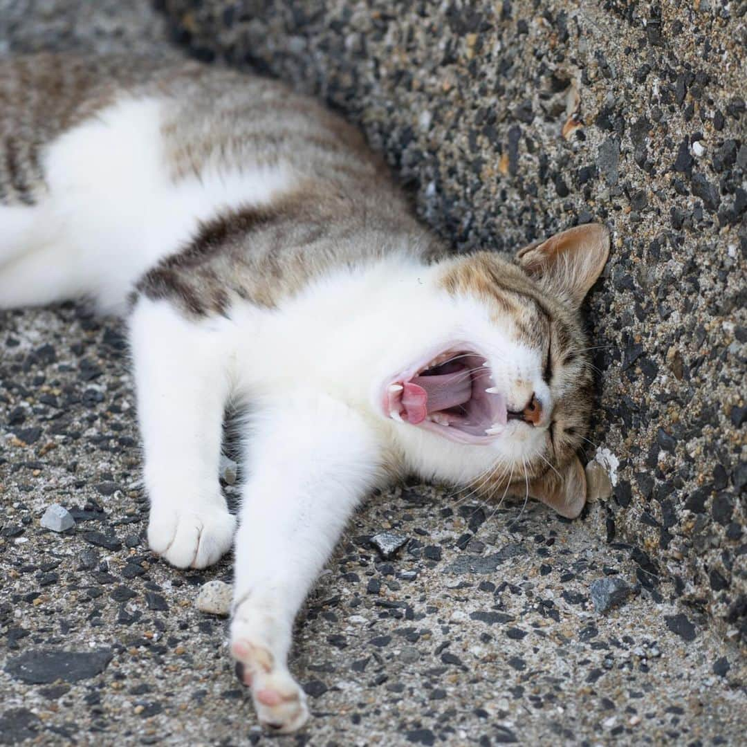 五十嵐健太さんのインスタグラム写真 - (五十嵐健太Instagram)「あくび猫さん @tobineko_0   2024年カレンダー発売中 プロフィールのリンクからもネットショップに行けます https://shop.tobineko.jp/items/79170439  メッセージでご連絡いただいても大丈夫です #飛び猫  #あくび猫　#猫島　#cat」12月23日 7時08分 - tobineko_0