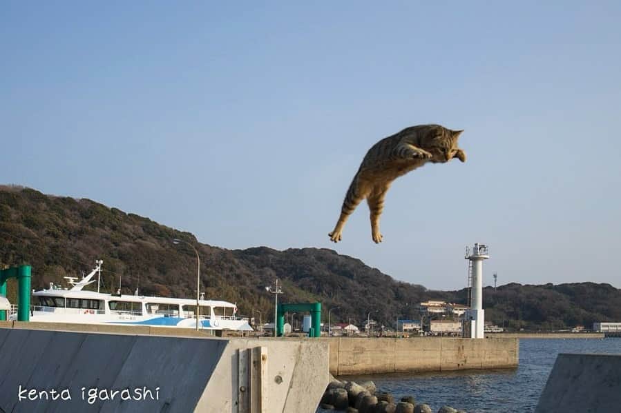 五十嵐健太のインスタグラム：「来年も飛び猫写真展や猫イベントを各地で開催できそうです  新作の飛び猫写真は九州で撮影しています オススメの島は福岡県の相島です  飛び猫のスタート地点は千葉県で2009年頃です 佐柳島ではありません  猫イベントや商品化など商標「飛び猫®︎」とのコラボはお気軽にご相談ください メール　info@k-igarashi.com  #飛び猫　#猫島　#猫」