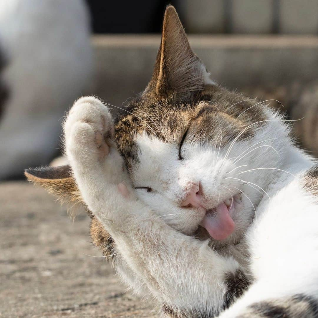 五十嵐健太のインスタグラム：「毛繕い @tobineko_0  #猫　#猫島」