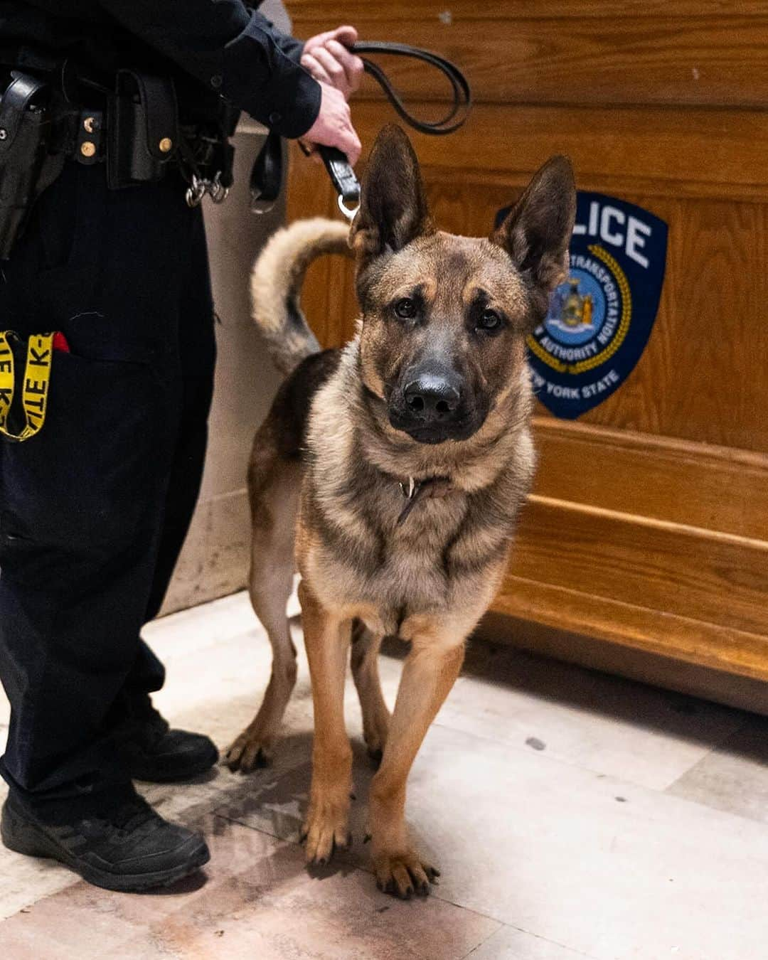 The Dogistさんのインスタグラム写真 - (The DogistInstagram)「Cowboy, German Shepherd (K-9 in training) & Officer Ingenito, Grand Central, New York, NY • “He’s in training, so we’re still feeling him out. He’s a good boy so far. He trained up in Stormville.”」12月23日 3時13分 - thedogist