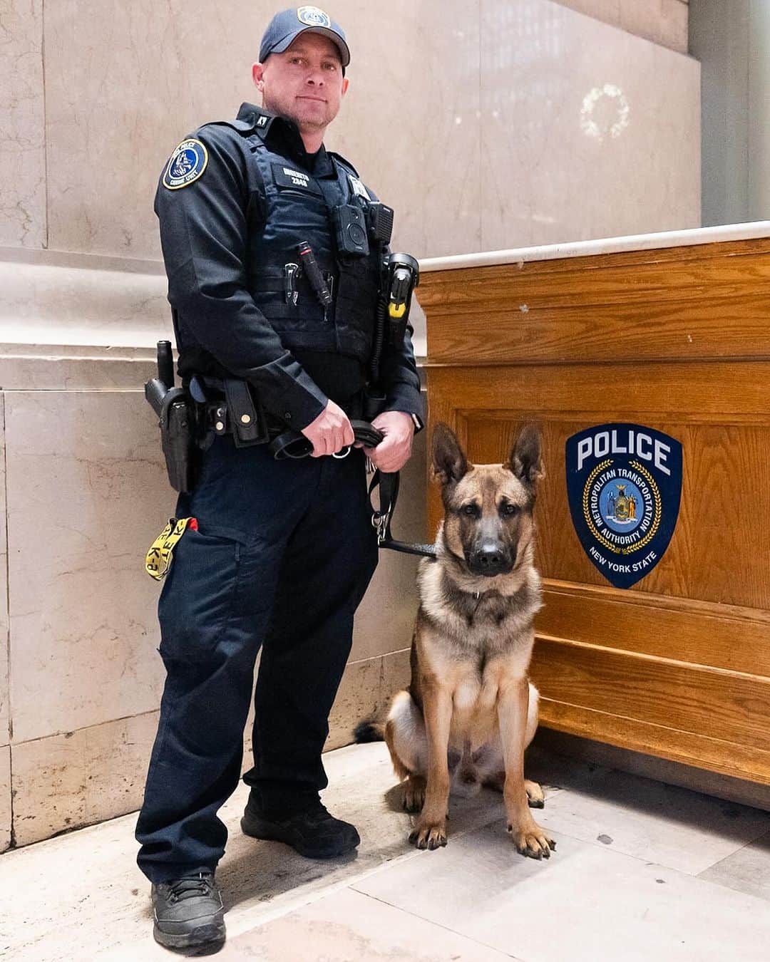 The Dogistさんのインスタグラム写真 - (The DogistInstagram)「Cowboy, German Shepherd (K-9 in training) & Officer Ingenito, Grand Central, New York, NY • “He’s in training, so we’re still feeling him out. He’s a good boy so far. He trained up in Stormville.”」12月23日 3時13分 - thedogist