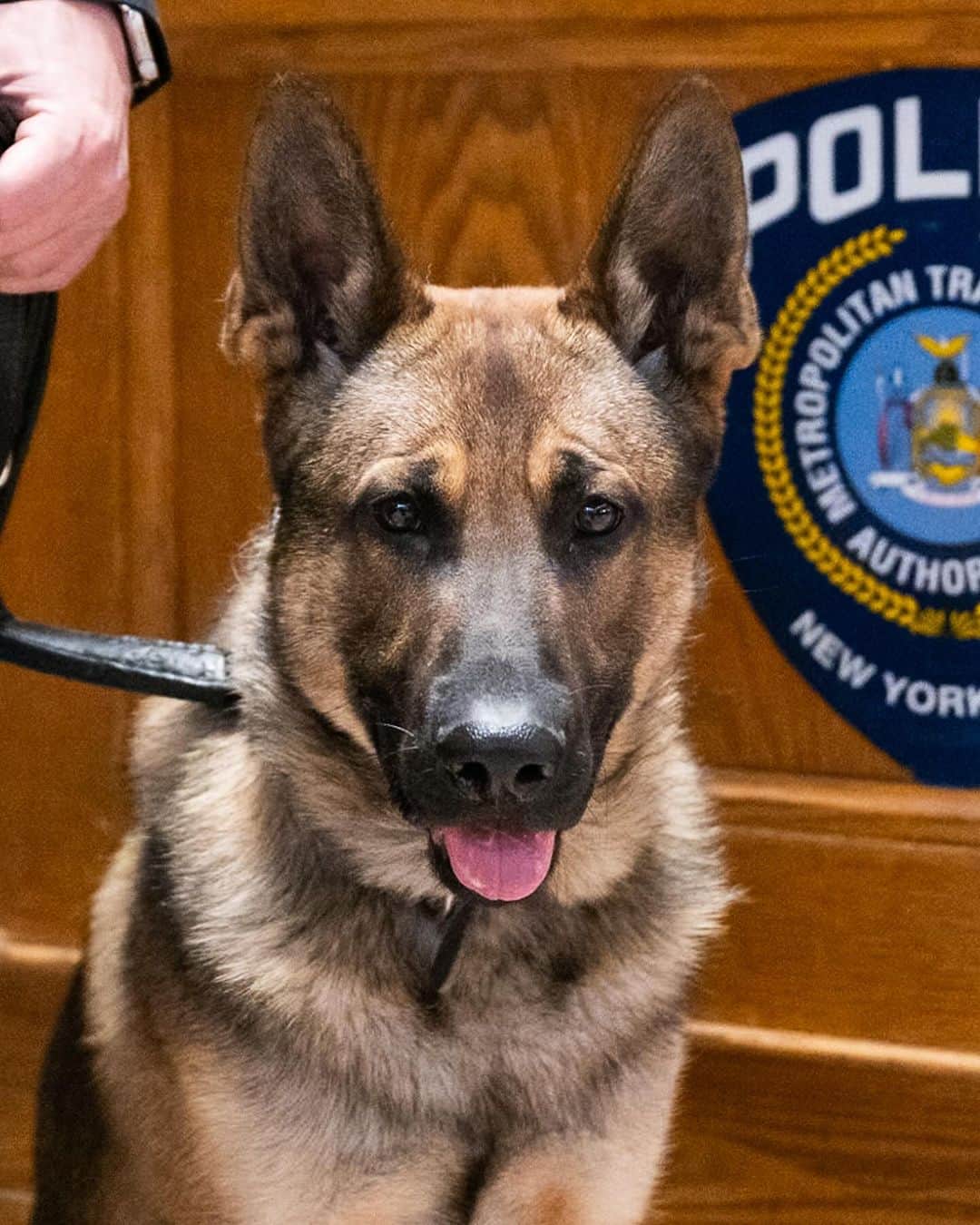 The Dogistさんのインスタグラム写真 - (The DogistInstagram)「Cowboy, German Shepherd (K-9 in training) & Officer Ingenito, Grand Central, New York, NY • “He’s in training, so we’re still feeling him out. He’s a good boy so far. He trained up in Stormville.”」12月23日 3時13分 - thedogist