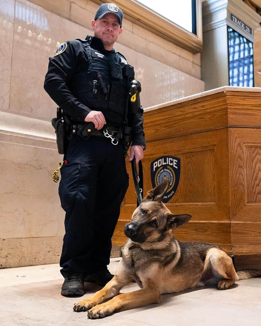 The Dogistのインスタグラム：「Cowboy, German Shepherd (K-9 in training) & Officer Ingenito, Grand Central, New York, NY • “He’s in training, so we’re still feeling him out. He’s a good boy so far. He trained up in Stormville.”」