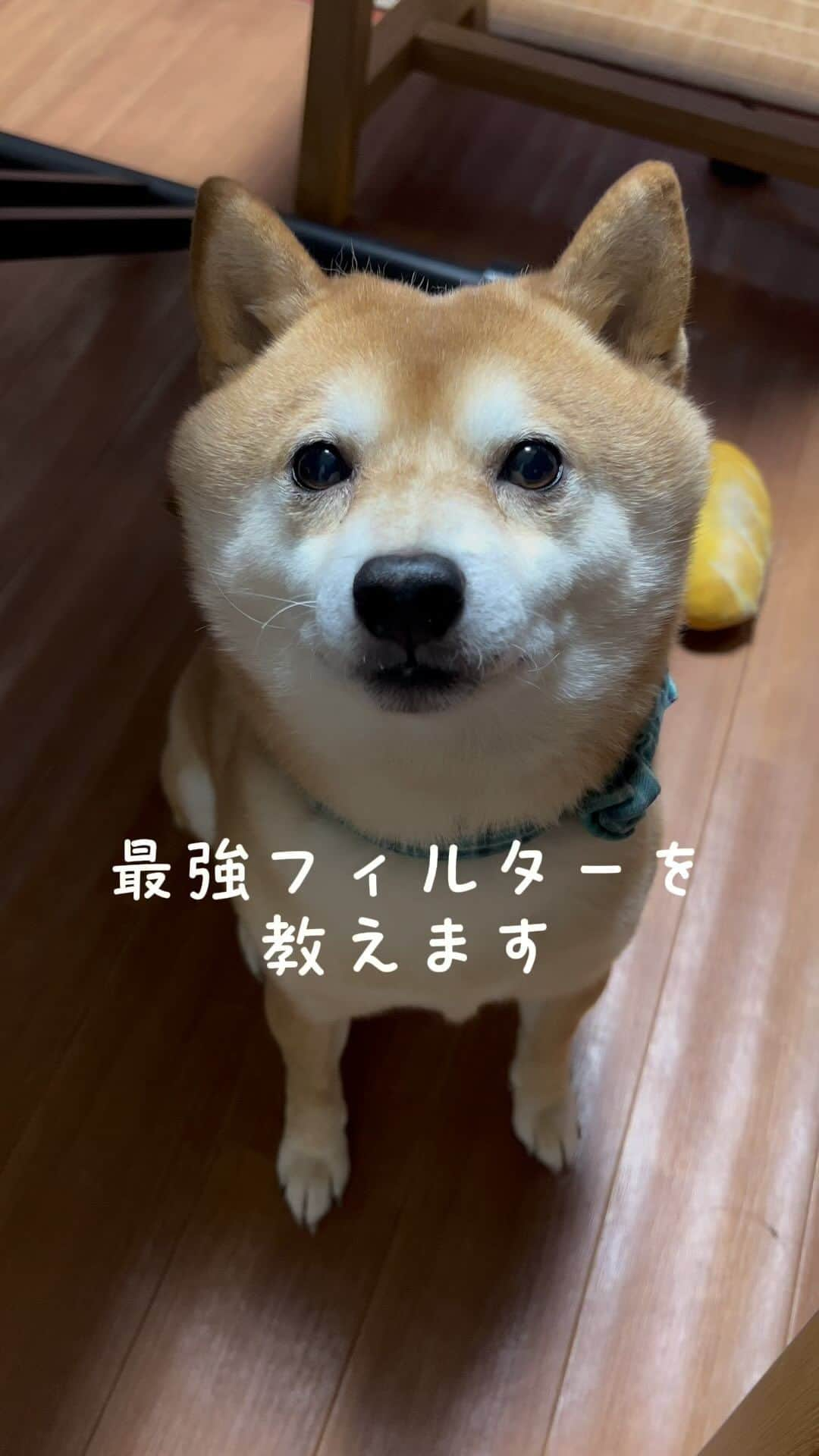 ヤンチャな豆柴『豆千代くん』の日常です?のインスタグラム：「飼主フィルターが最強💓⁣ ⁣ #フィルター ⁣ ::::::::::୨୧::::::::::୨୧::::::::::୨୧:::::::::::⁣ 過去の豆柴夫婦はコチラ(ᐡ •͈ ·̫ •͈ ᐡ)⁣ @mamechiyo728⁣ ::::::::::୨୧::::::::::୨୧::::::::::୨୧:::::::::::⁣ ⁣ -————✩—————⁣ #豆柴夫婦　#豆千代くんとモチ代さん⁣  #shibadog #豆柴 #柴犬  #shiba  #shibainu  #mameshiba #dog #ペット　#Pet⁣ -————✩——」