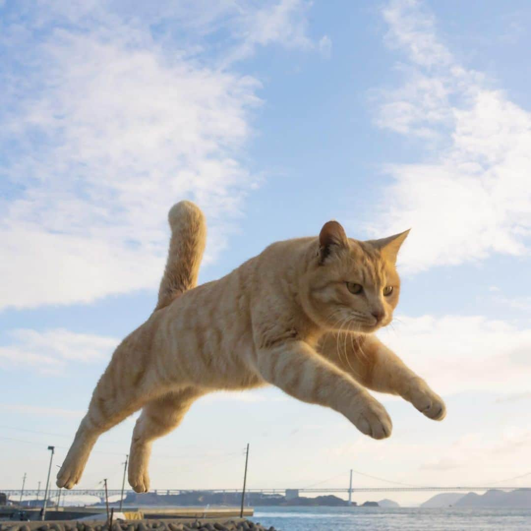 五十嵐健太さんのインスタグラム写真 - (五十嵐健太Instagram)「飛び猫 @tobineko_0   2024年の猫カレンダー発売中 プロフィールのリンクからもネットショップに行けます https://shop.tobineko.jp/items/79170439  メッセージでご連絡いただいても大丈夫です #飛び猫  #猫島　#cat」12月23日 12時52分 - tobineko_0