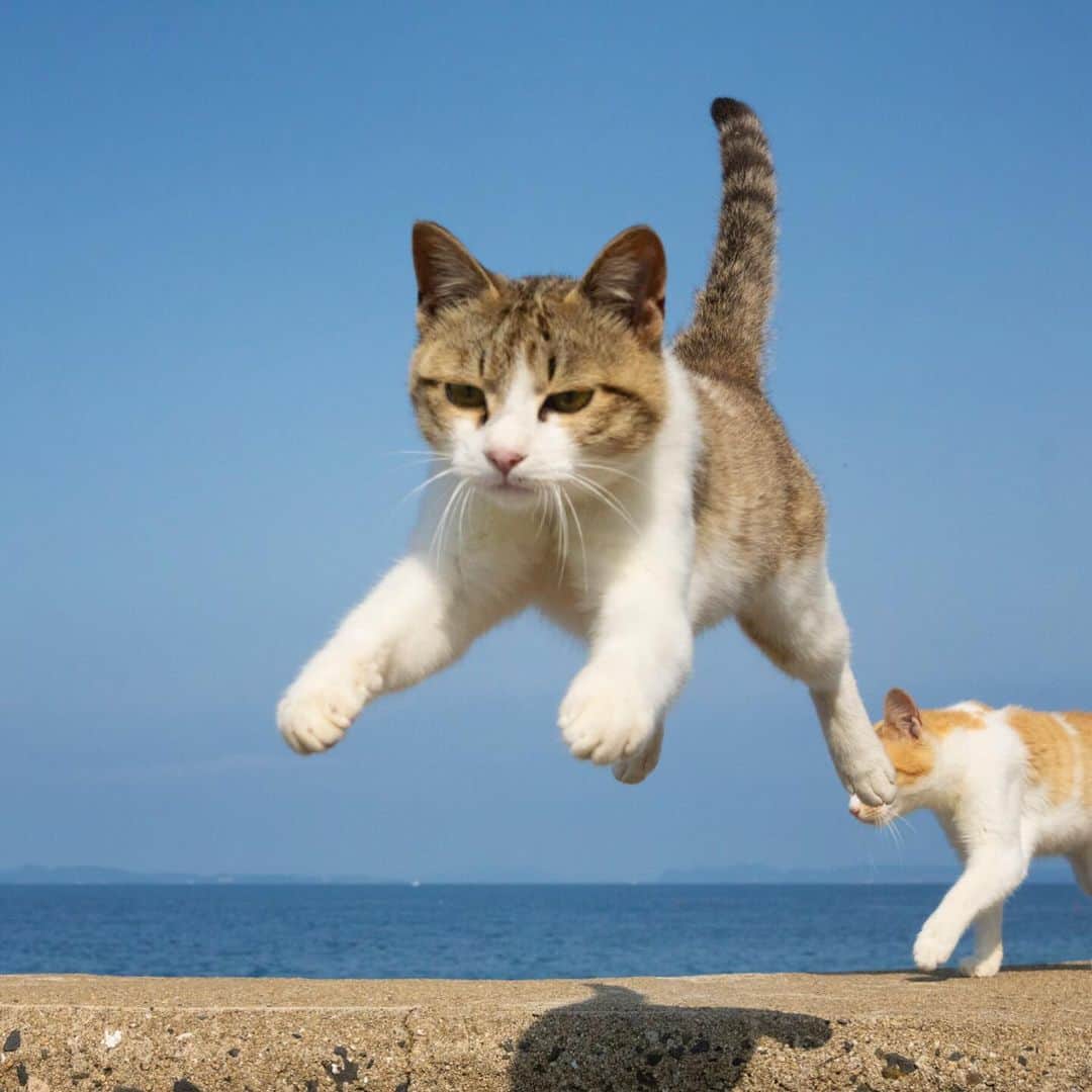 五十嵐健太のインスタグラム：「飛び猫 @tobineko_0   2024年の猫カレンダー発売中 プロフィールのリンクからもネットショップに行けます https://shop.tobineko.jp/items/79170439  メッセージでご連絡いただいても大丈夫です #飛び猫  #猫島　#cat」