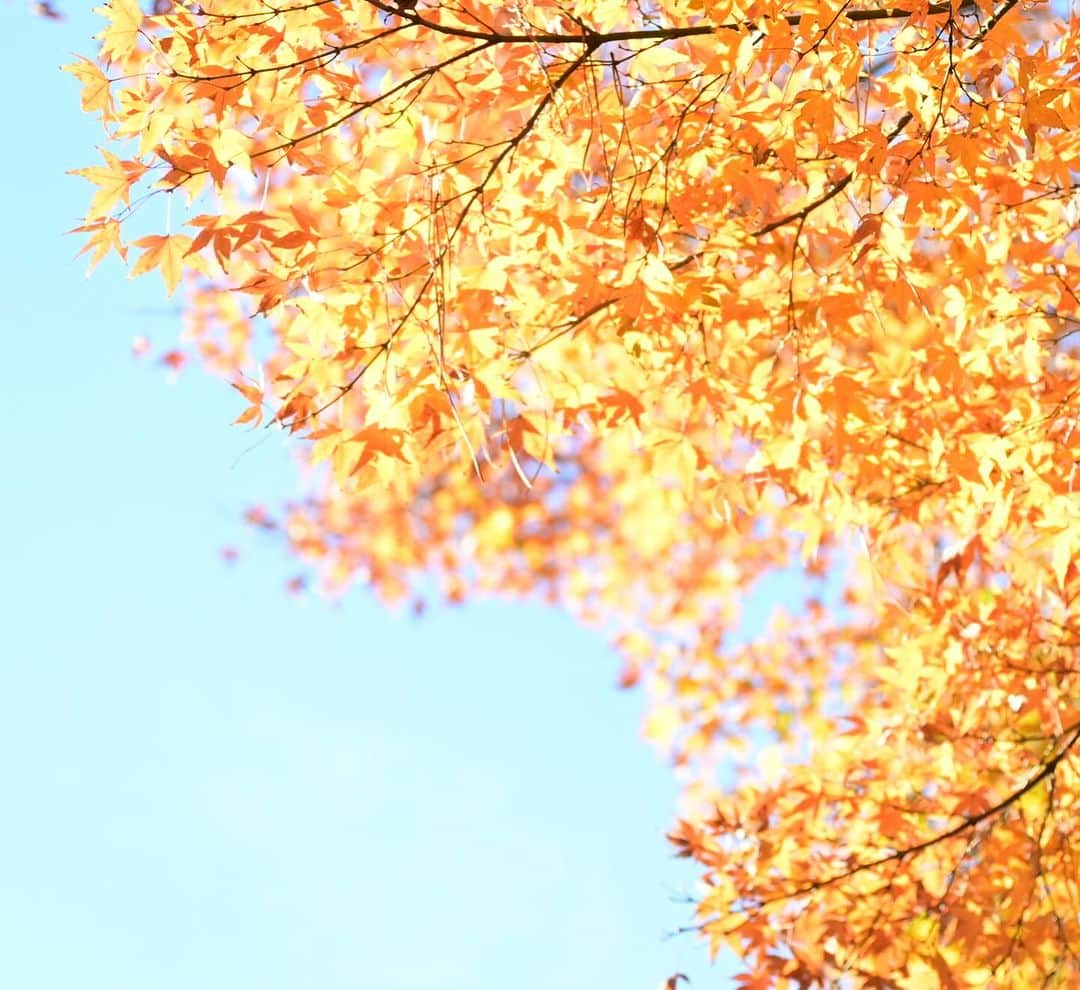 ふかしのインスタグラム：「東京の紅葉 緑から朱のグラデーションを楽しむのもなかなかよし😊  #紅葉  #楓 #autumnleaves  #花 #花まっぷ #flower #flowers #flower_igers #ig_ard_flowers #funda_flowers #best_moments_flower #ind_flowers #nature #自然 #garden #flowergram #tokyocameraclub #東京カメラ部 #japan #日本 #igersjp」